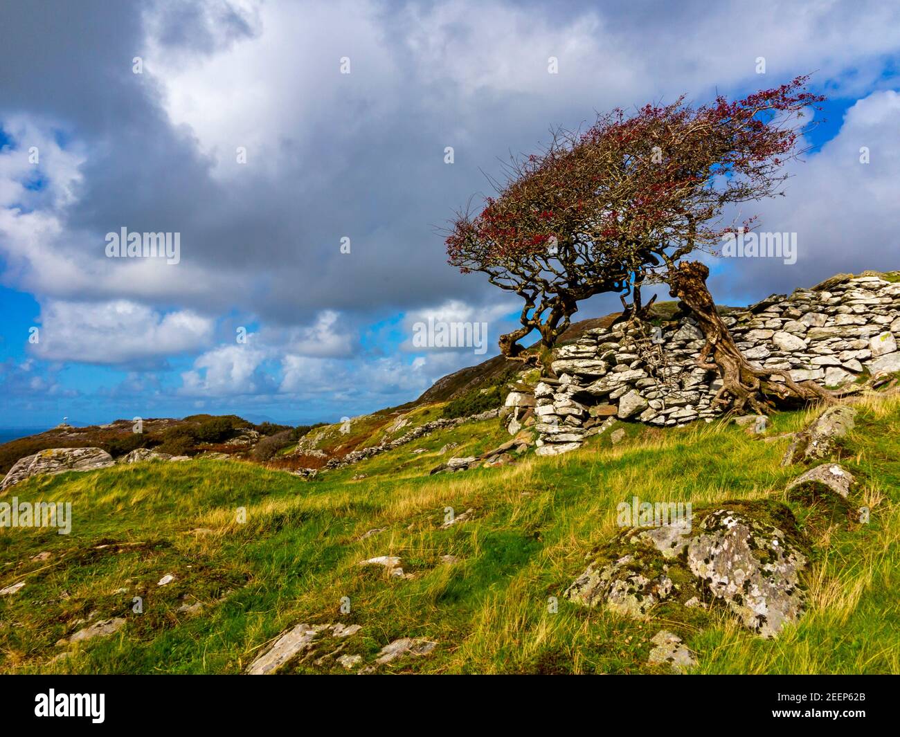 Paesaggio montano con alberi e muraglia a secco a Gellfechan vicino a Barmouth in Gwynedd Nord Ovest Galles UK vicino alla famosa passeggiata Panorama. Foto Stock