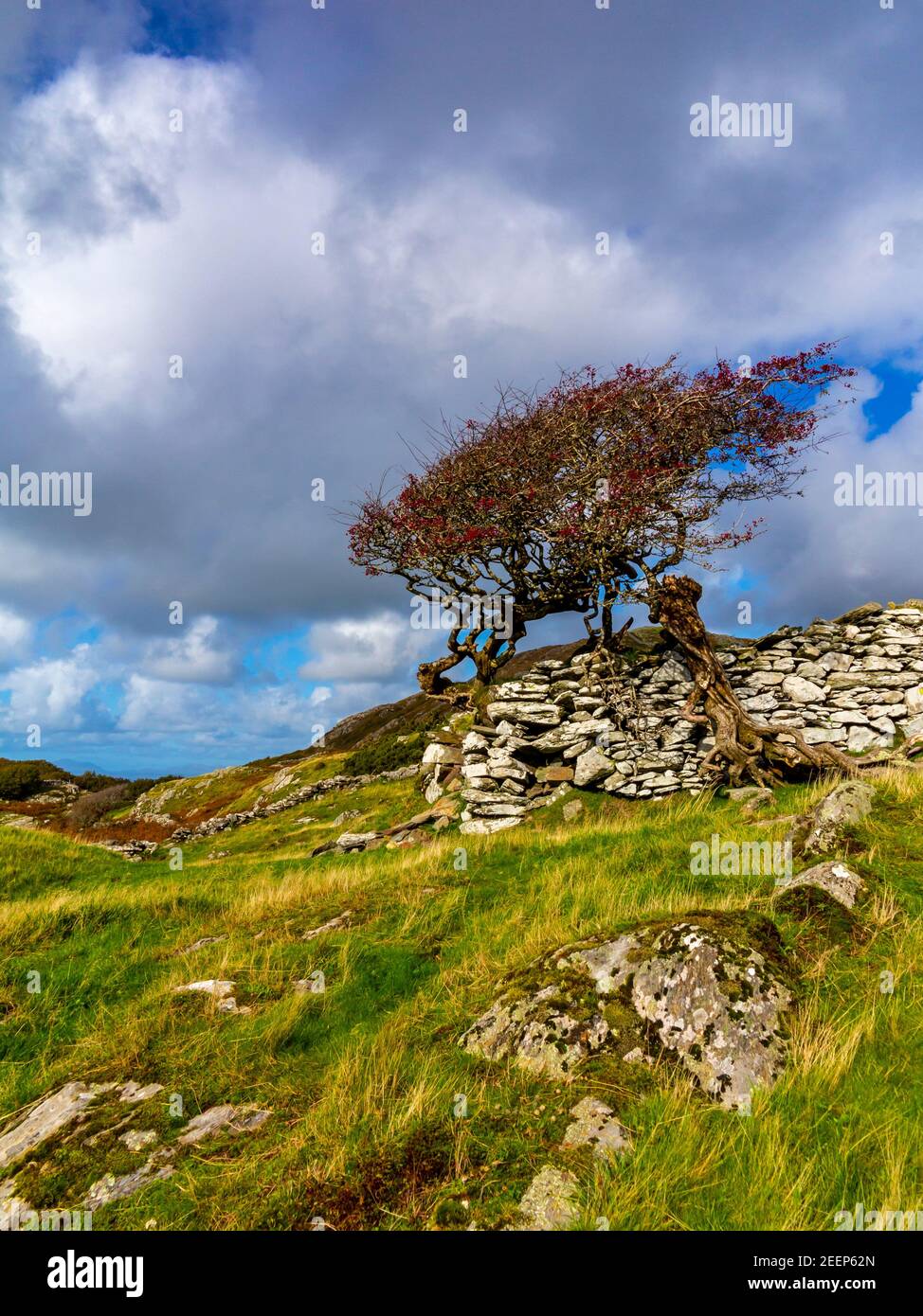 Paesaggio montano con alberi e muraglia a secco a Gellfechan vicino a Barmouth in Gwynedd Nord Ovest Galles UK vicino alla famosa passeggiata Panorama. Foto Stock