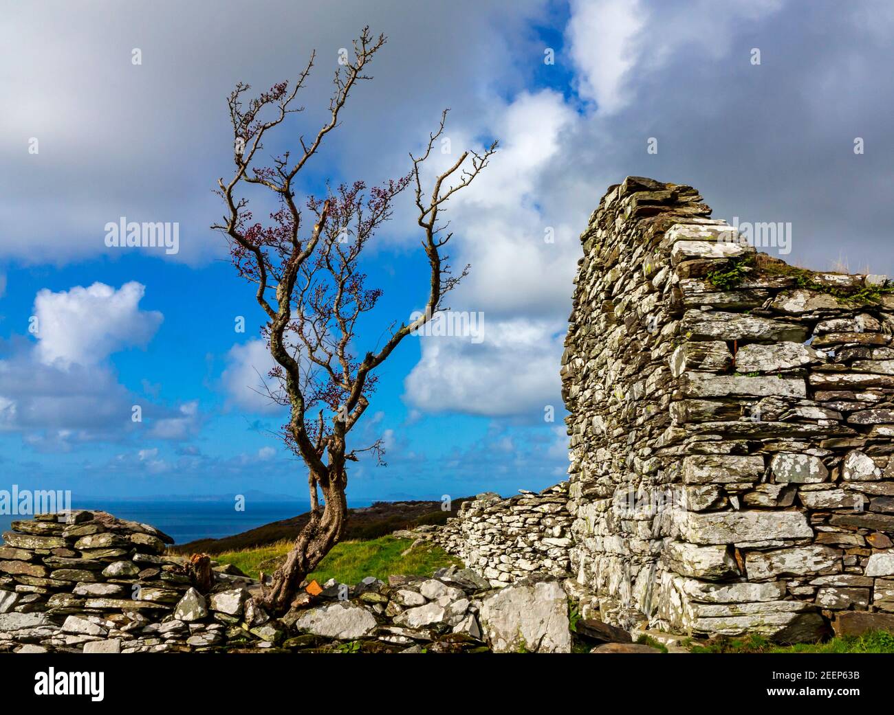 Paesaggio montano con alberi e muraglia a secco a Gellfechan vicino a Barmouth in Gwynedd Nord Ovest Galles UK vicino alla famosa passeggiata Panorama. Foto Stock