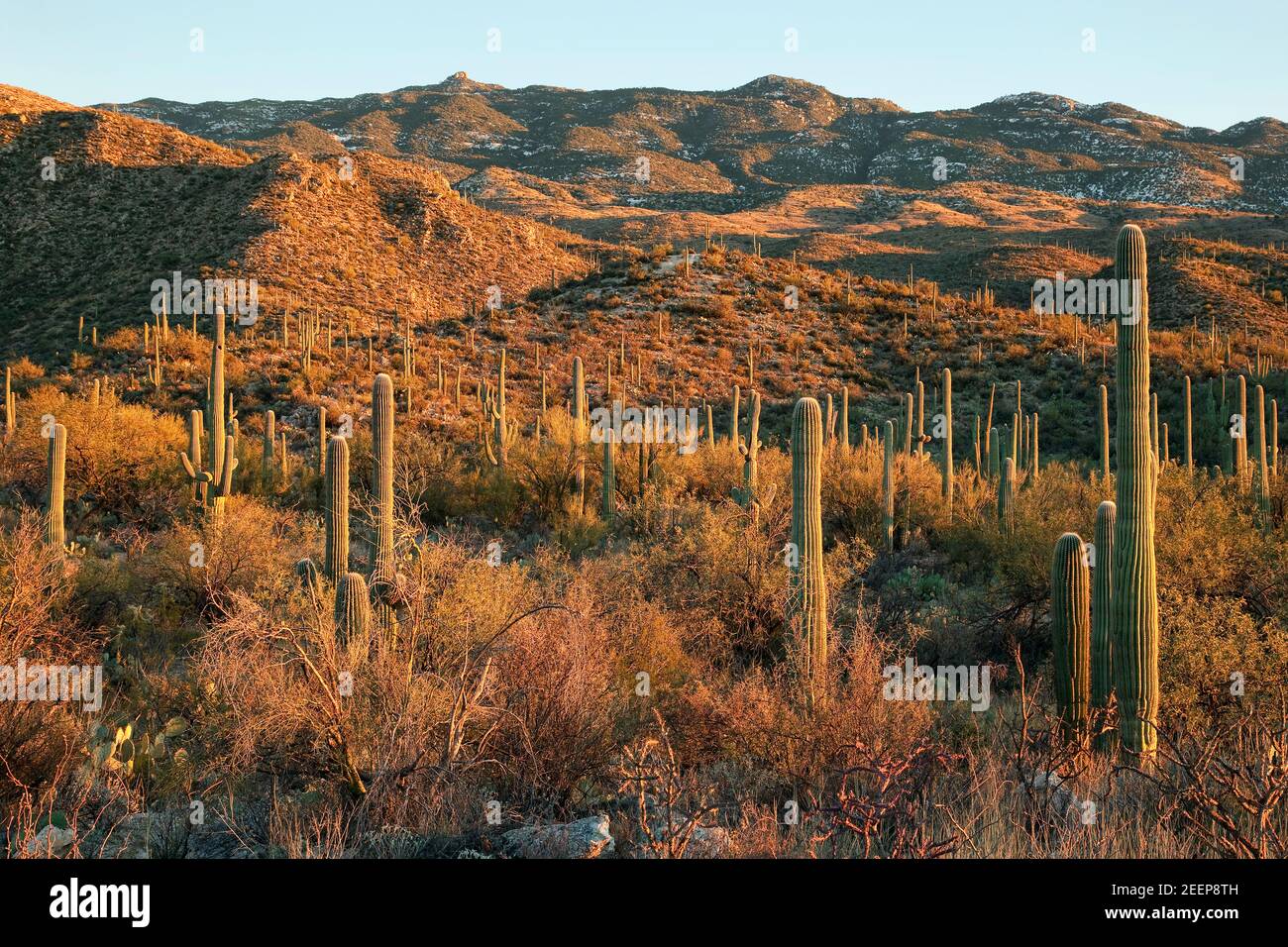 Paesaggio desertico in piena luce del tardo pomeriggio nel Saguaro National Park East District, Arizona Foto Stock