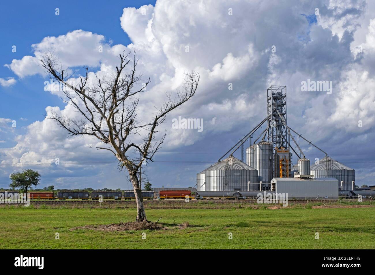 Treno merci che carica grano in carri merci / carri merci in silos agricoli lungo la strada nazionale 16, autostrada nella provincia di Chaco, Argentina Foto Stock