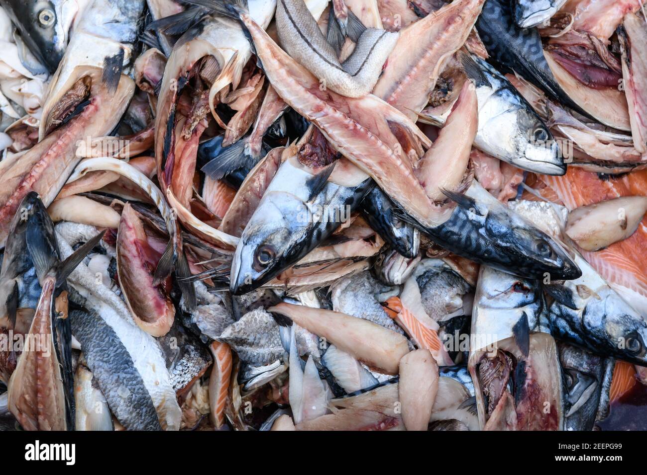 Rifiuti alimentari, teste di pesce e conchioni di pesce in un cestino di rifiuti alimentari presso il Birmingham Wholesale Markert, Birmingham, Inghilterra, Regno Unito Foto Stock