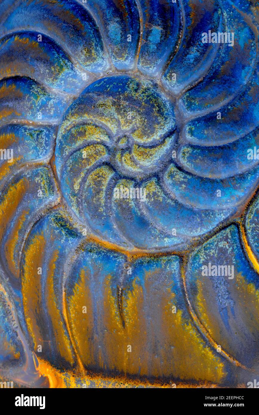 Conchiglia Nautilus con stampa in tazza di ceramica Foto Stock