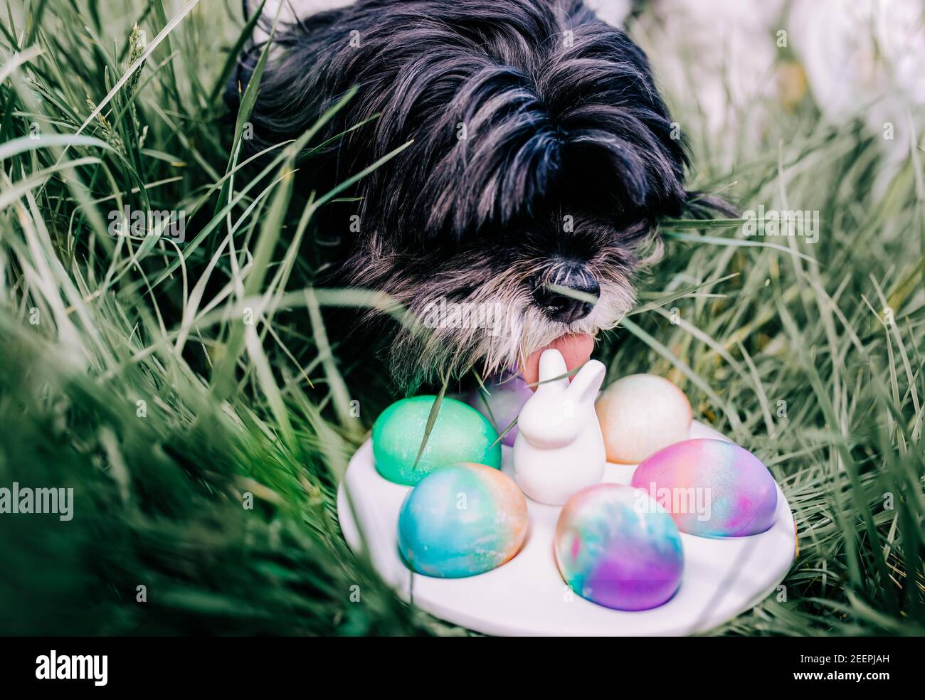 Soffici cani bianchi e neri leccano uova di pasqua su piatto di coniglio sull'erba Foto Stock