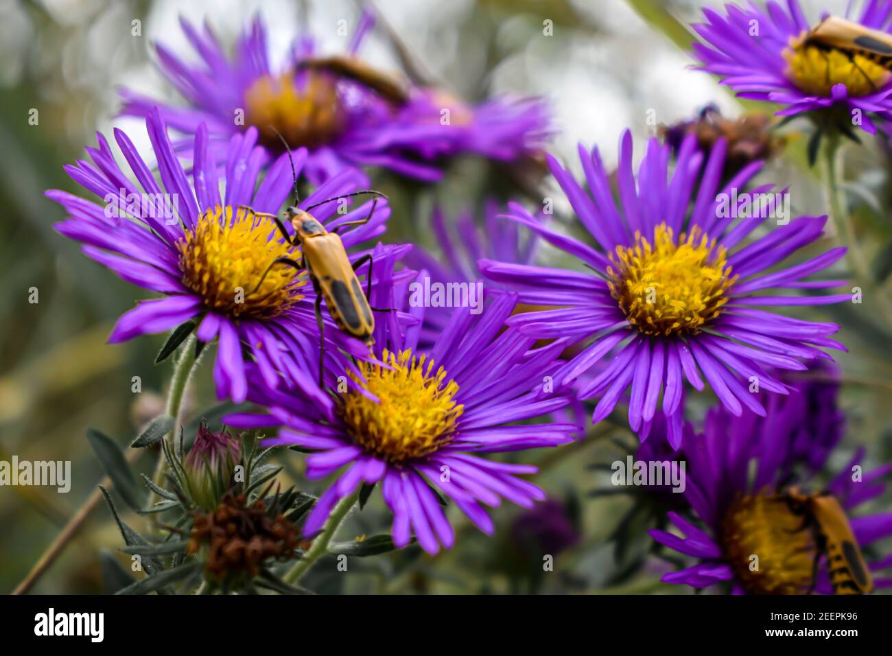 Insetti seduti su fiori viola e giallo vibranti Foto Stock