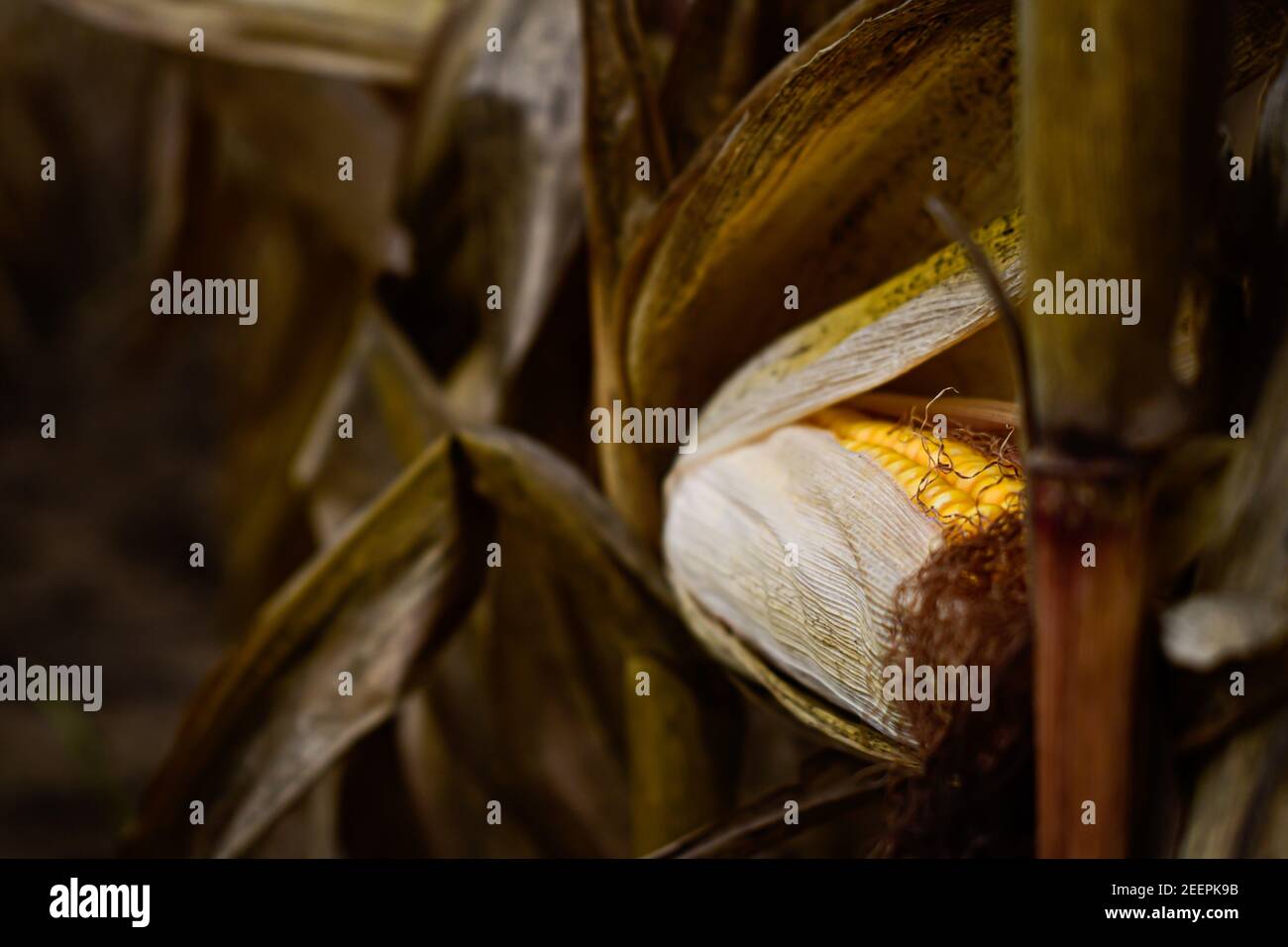 Un pezzo di mais in un campo di mais in attesa di sia raccolto Foto Stock