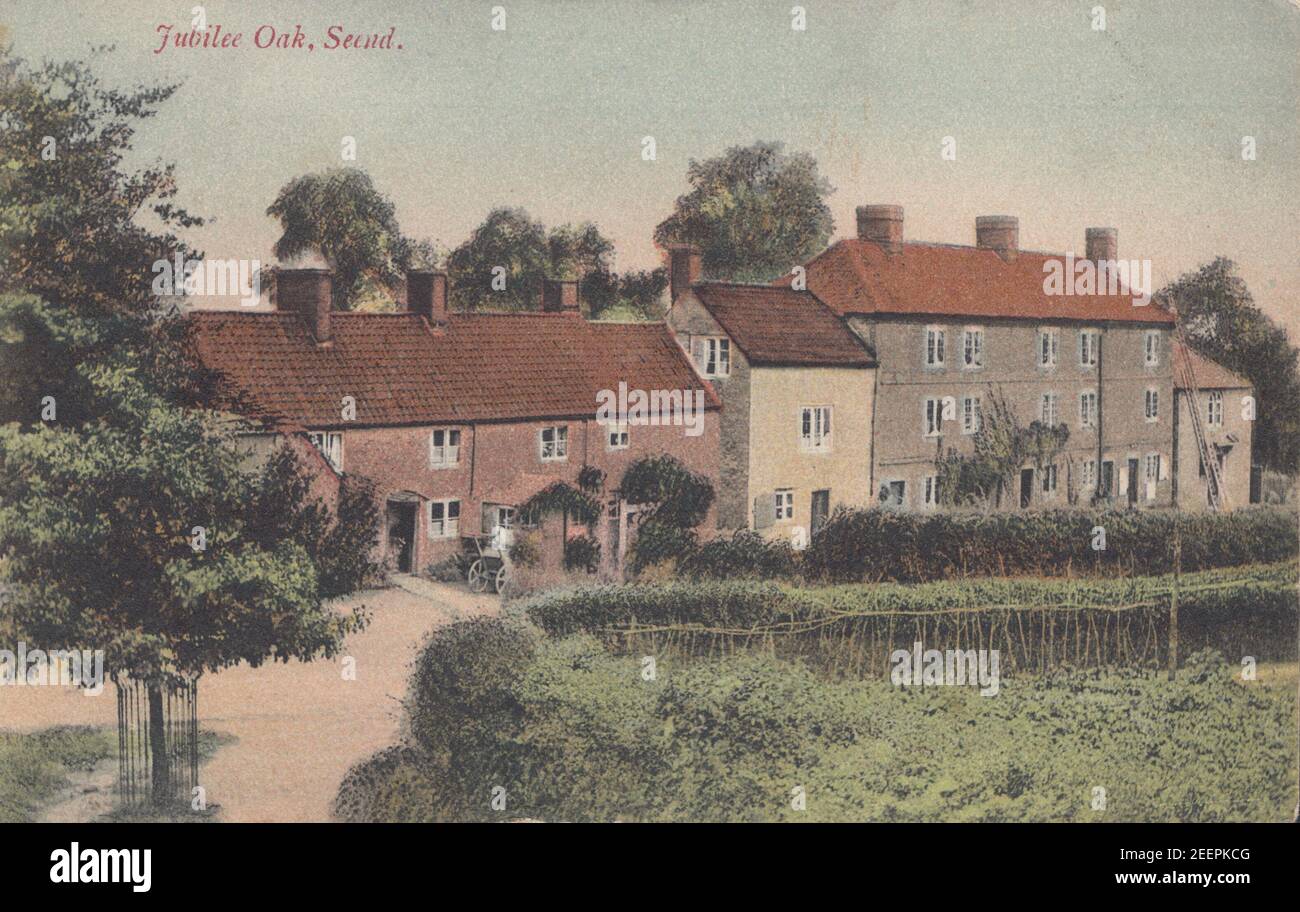 Cartolina fotografica edoardiana vintage stampata che mostra Jubilee Oak, Seend, Wiltshire, Inghilterra. Foto Stock