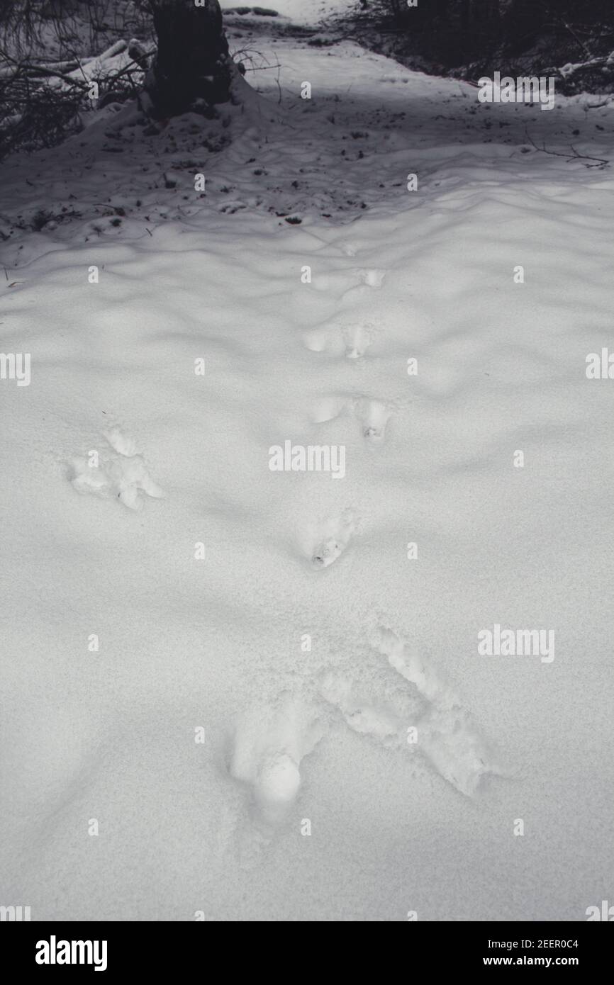 Inverno nel Parco Nazionale delle Montagne di Harz, Germania. Impronte in neve intatta. Moody neve coperta paesaggio nella foresta tedesca Foto Stock