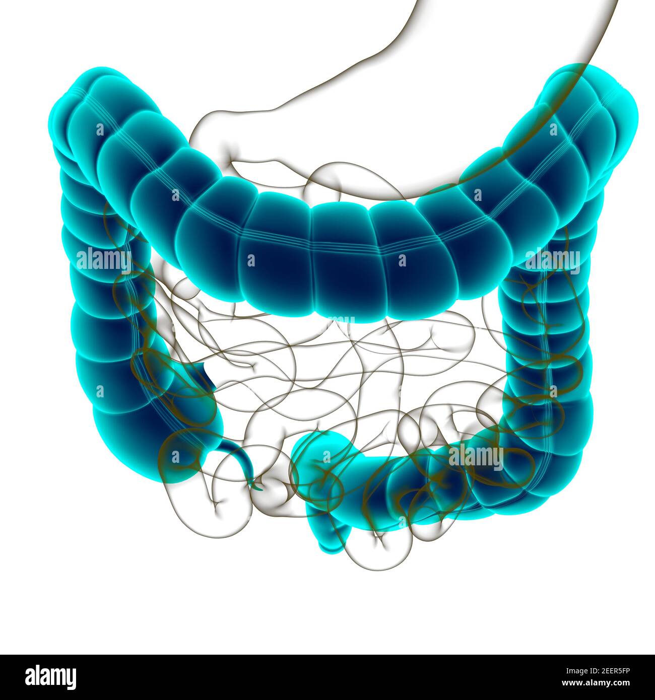 Illustrazione 3D dell'intestino crasso sistema digestivo umano Anatomia per concetto medico Foto Stock