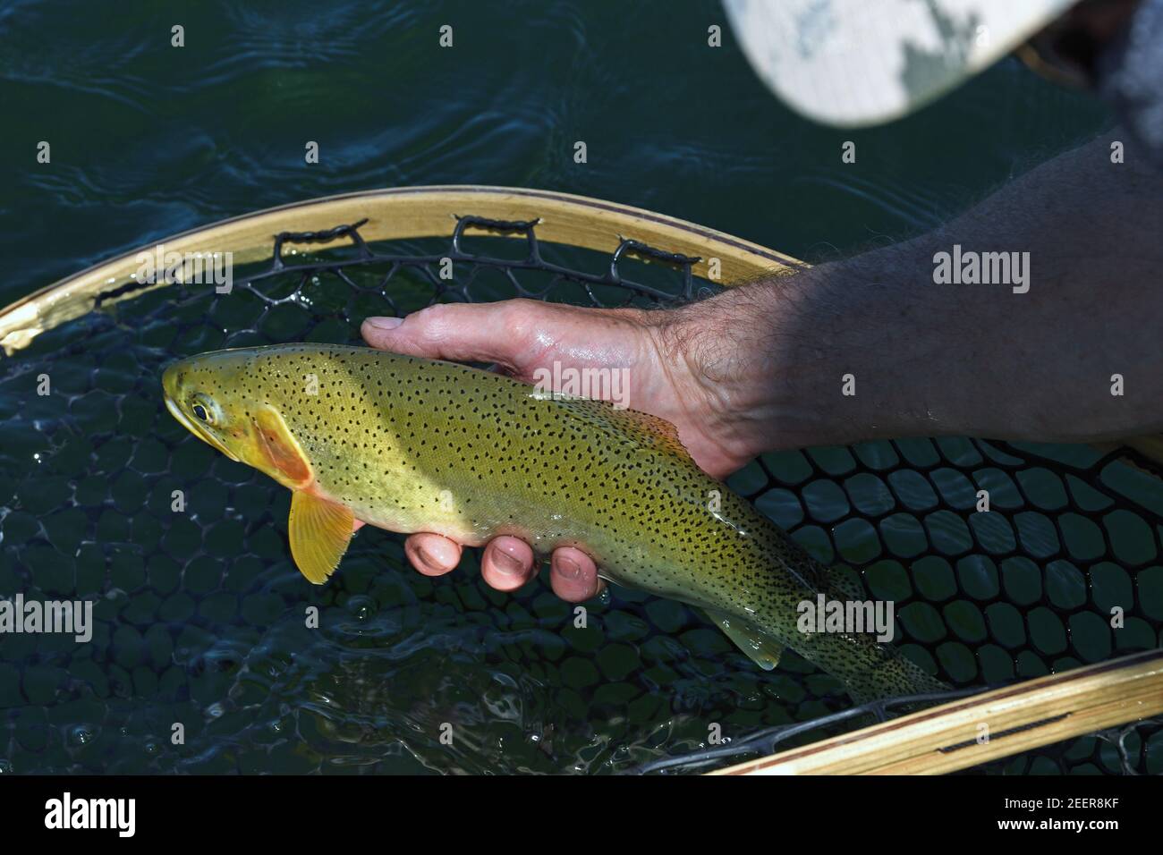 Trota di cutgola che viene catturata e rilasciata nel fiume Kootenai in estate con Tim e Joanne Linehan, proprietari di Linehan Outfitting Company. Lincoln Foto Stock