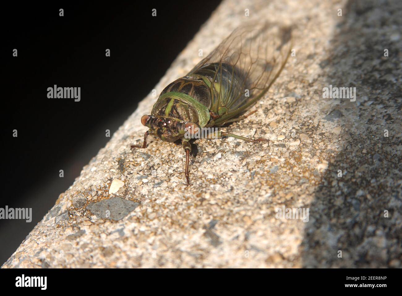 Una cicada adulta Foto Stock