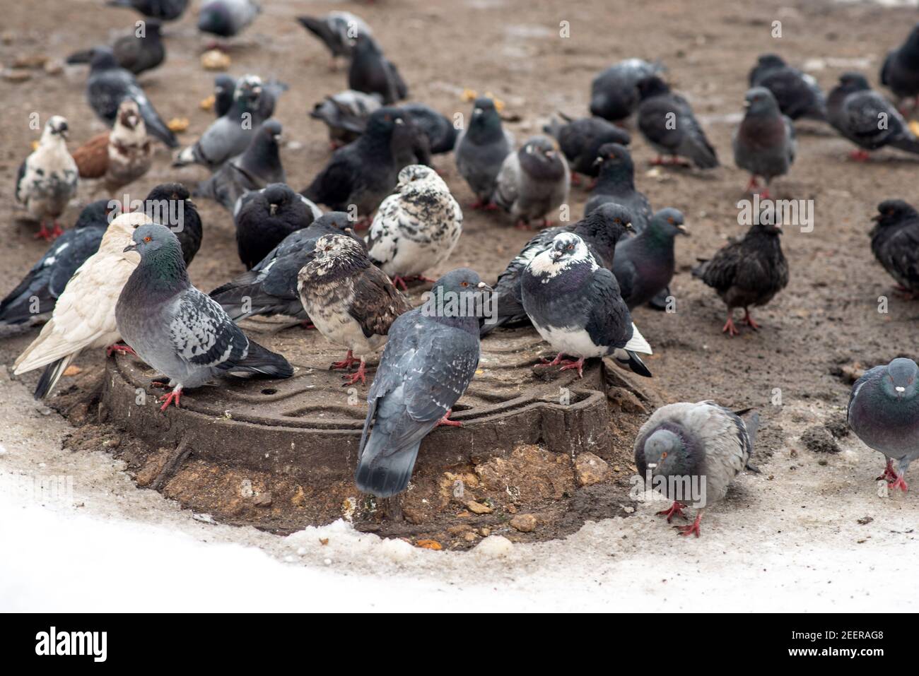 Un piccione selvaggio grigio si riscalda su un tombino dentro piano medio invernale Foto Stock