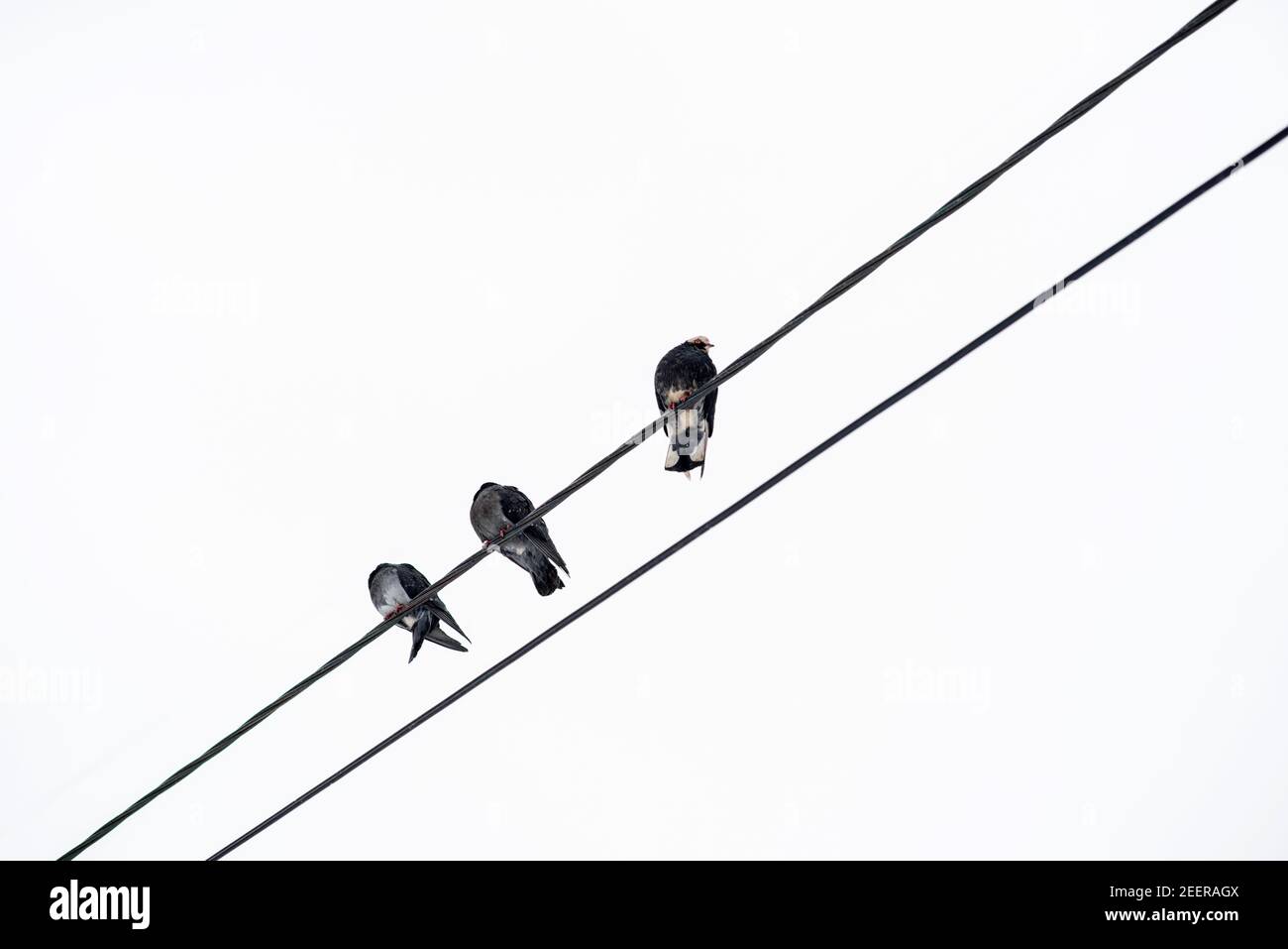 I piccioni si siedono su uno sfondo bianco delle linee elettriche. Foto Stock