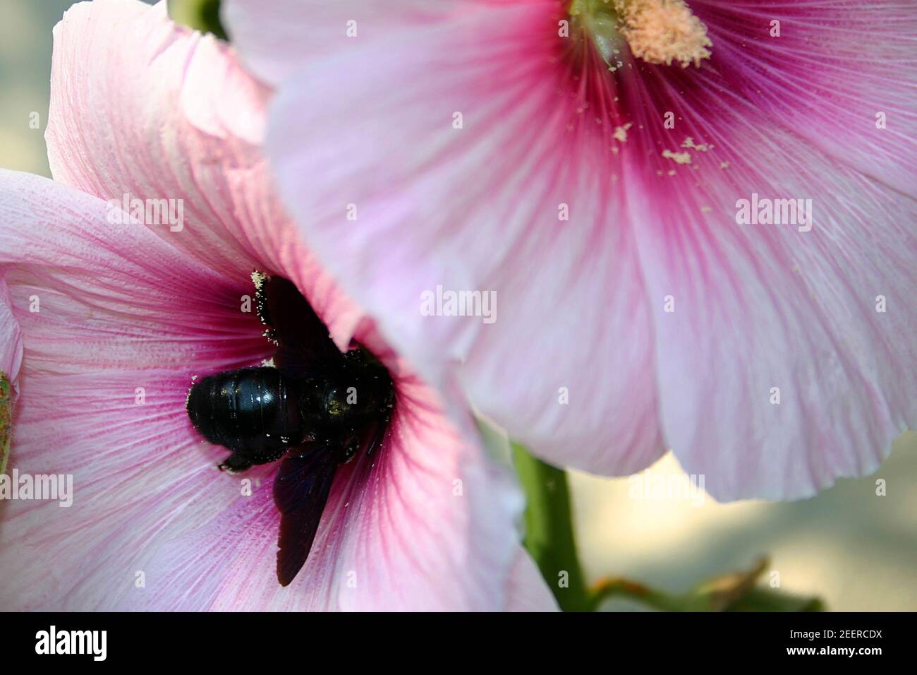 Nero carpenter bee pollinici Foto Stock