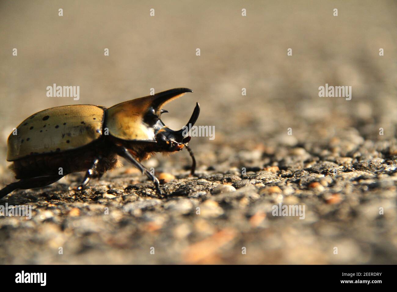 Adulto maschio orientale Hercules Beetle (Dynastes tityus) Foto Stock