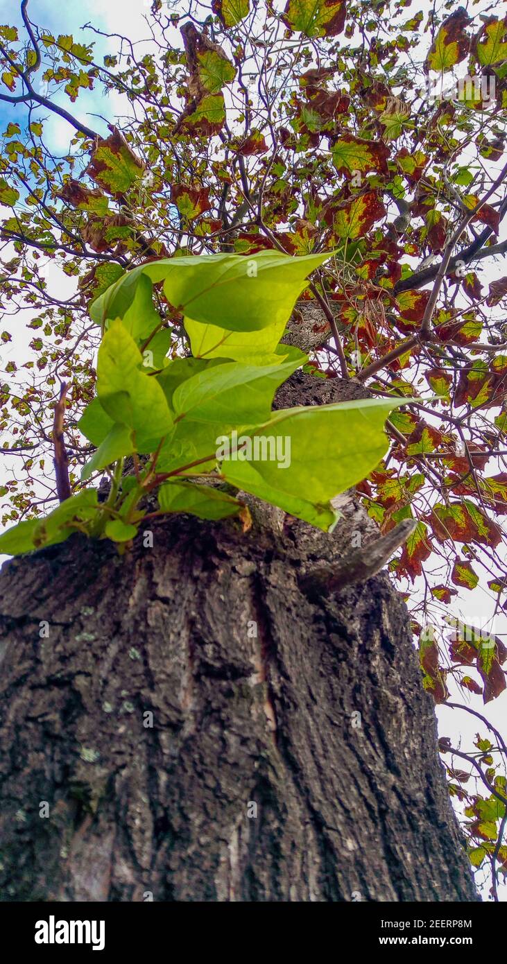 Ricerca per la corona di alberi e foglie colorate Foto Stock