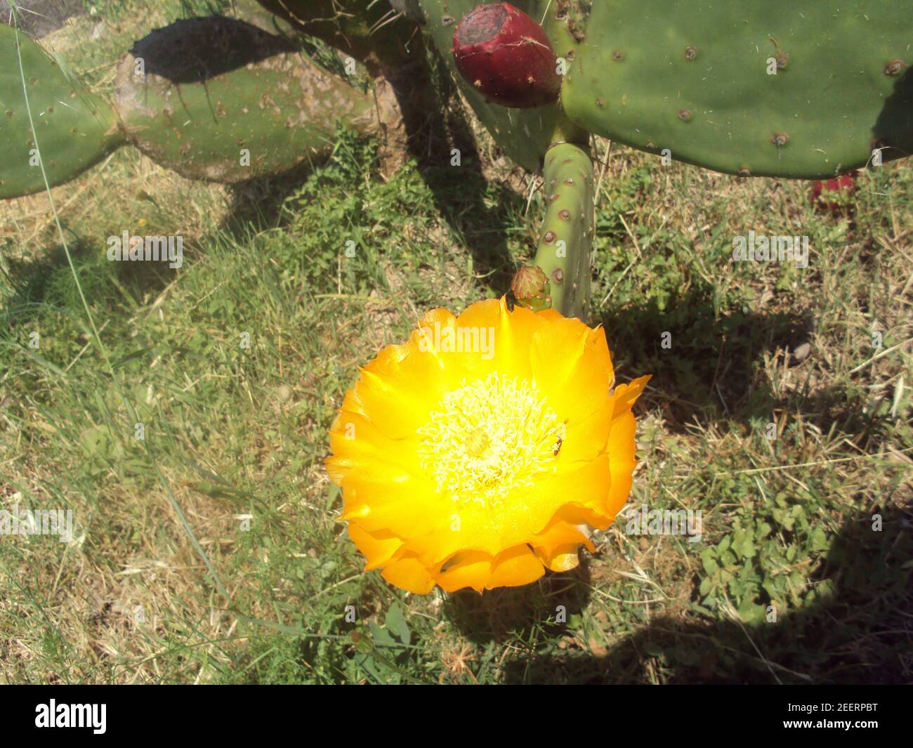 fiore di cactus Foto Stock