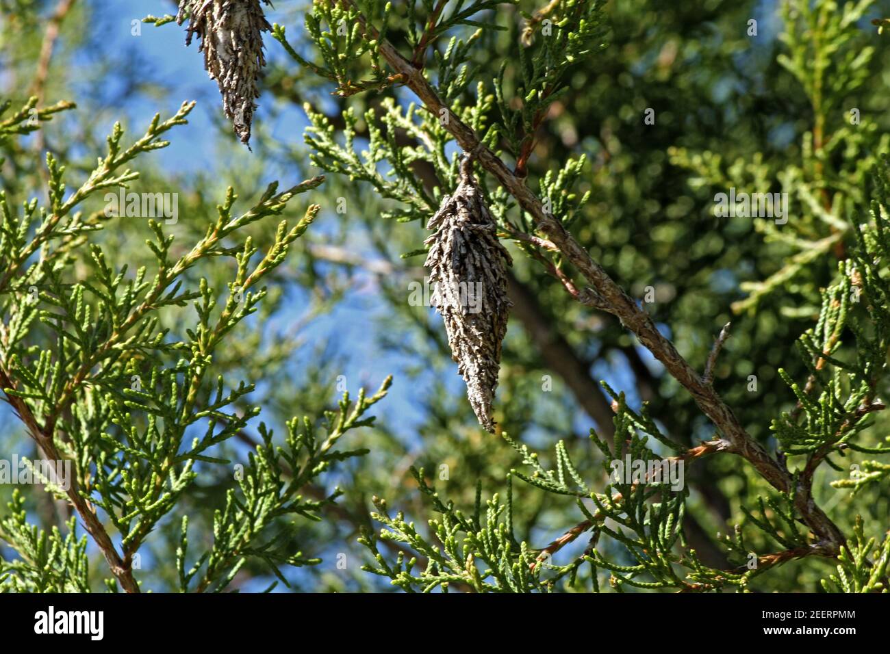 Casse (sacchi) di borotaccia attaccate ad un albero di conifere Foto Stock