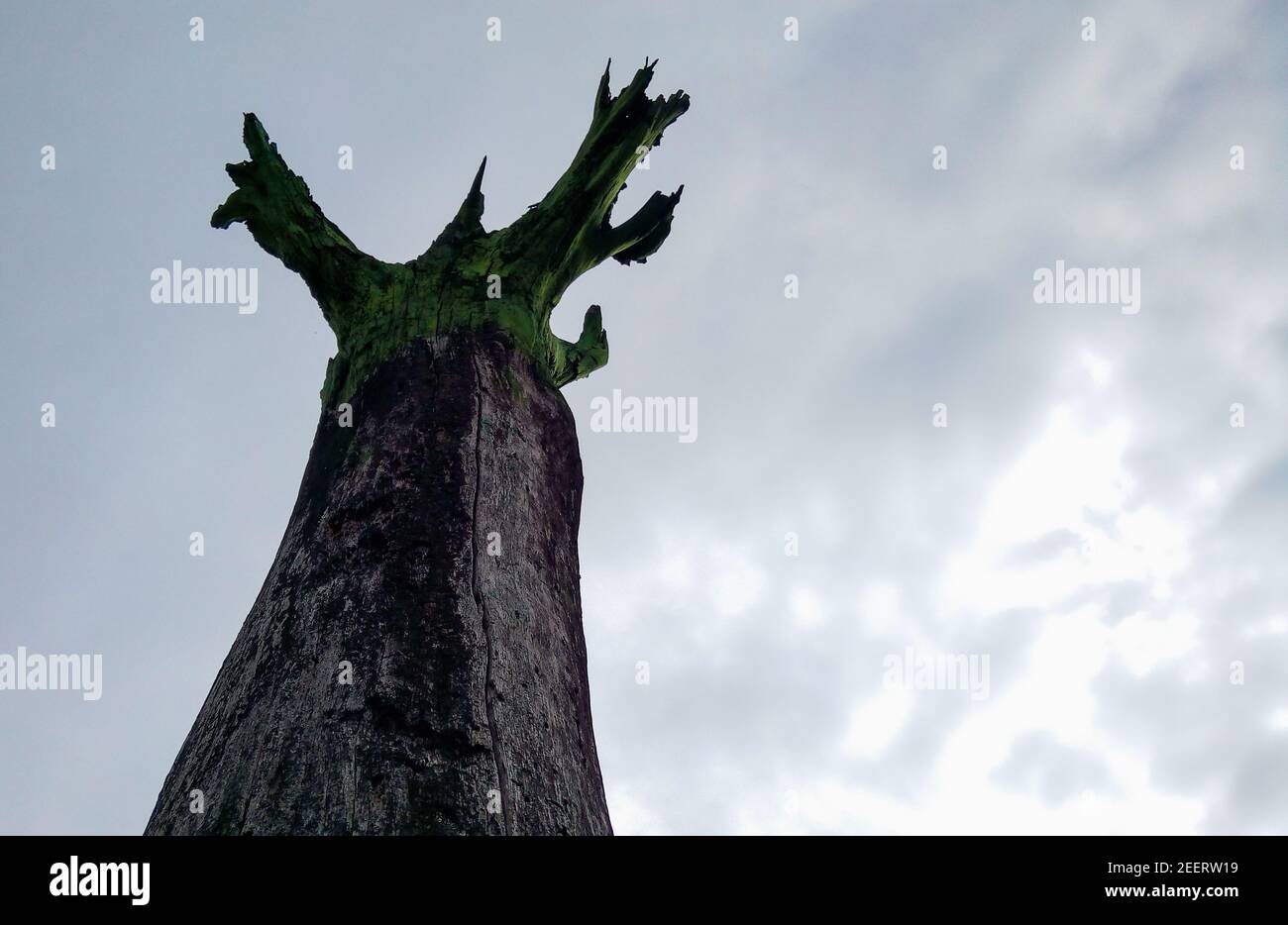 Ricerca su alto tronco di albero con corona dipinta di verde Foto Stock