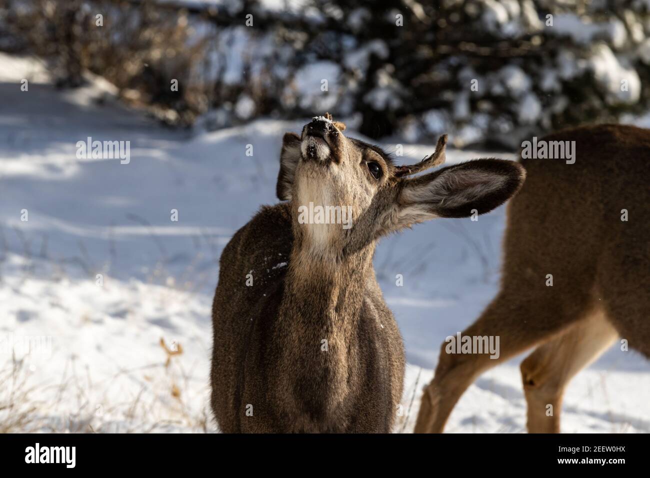 Cervo Kaibab maschio (sottospecie di cervo mulo) con corna; testa rialzata, neve in faccia. Parco nazionale del Grand Canyon. Neve sullo sfondo. Foto Stock