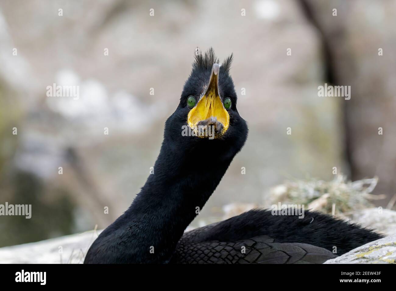 European shag, Phalacrocorax aristotelis, primo piano del capo di adulto, Inghilterra, Regno Unito Foto Stock