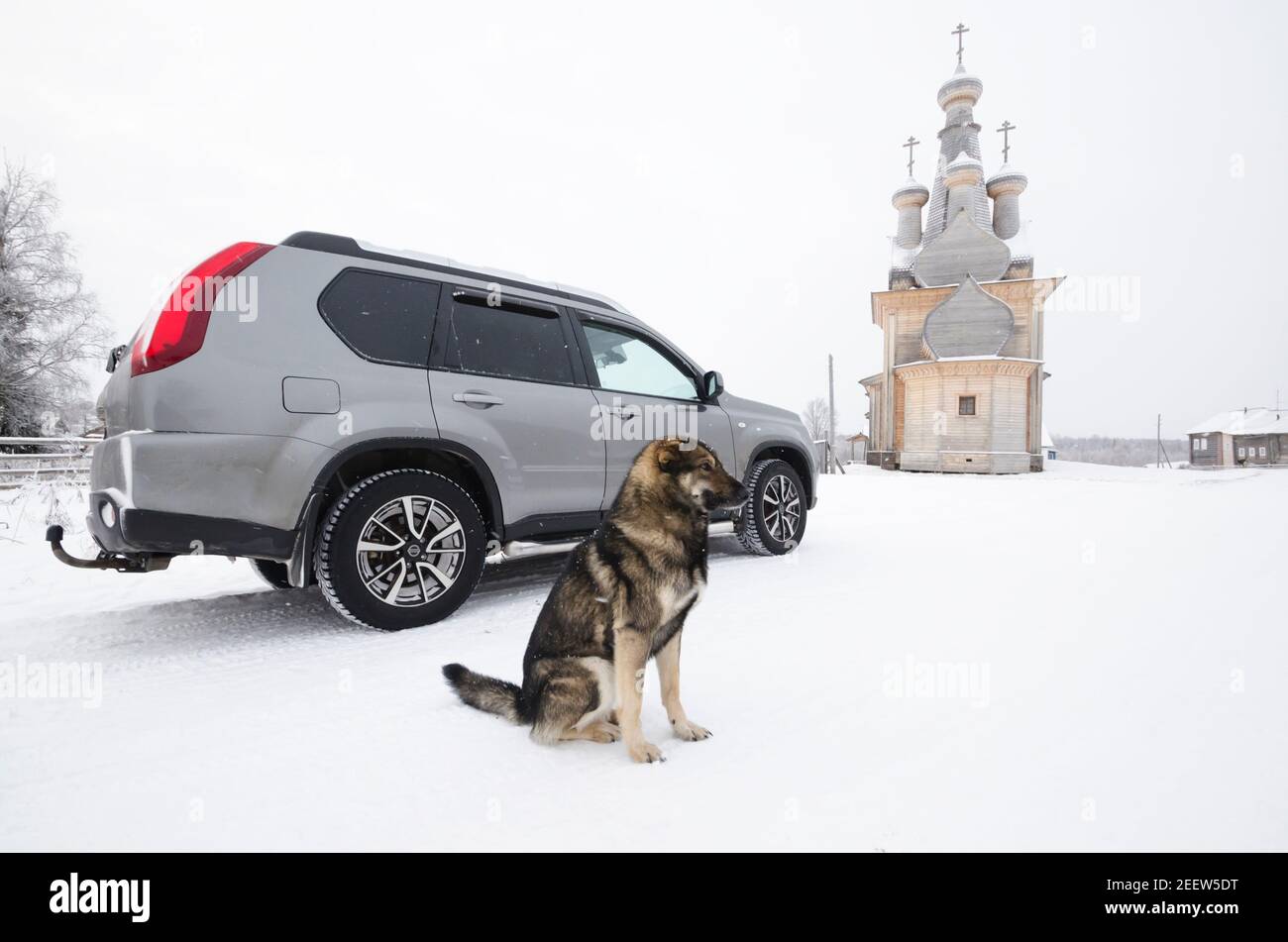 Un cane in un villaggio russo sullo sfondo di una grande chiesa in legno. Russia, regione di Arkhangelsk, distretto di Mezensky, villaggio Kimbzha Foto Stock