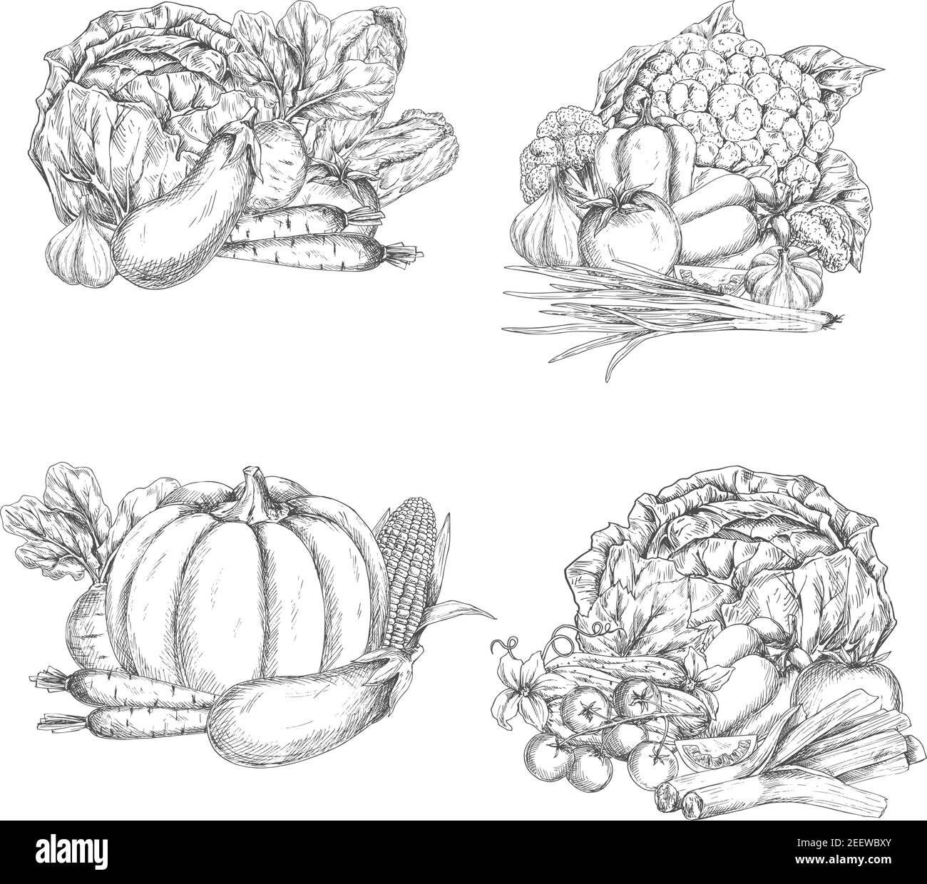 Coltivare verdure fresche e verdure raccogliere icone di schizzo. Cavolo vettore, zucchine o carote e melanzane da giardino, rafano o pomodoro e zucca o cucumb Illustrazione Vettoriale