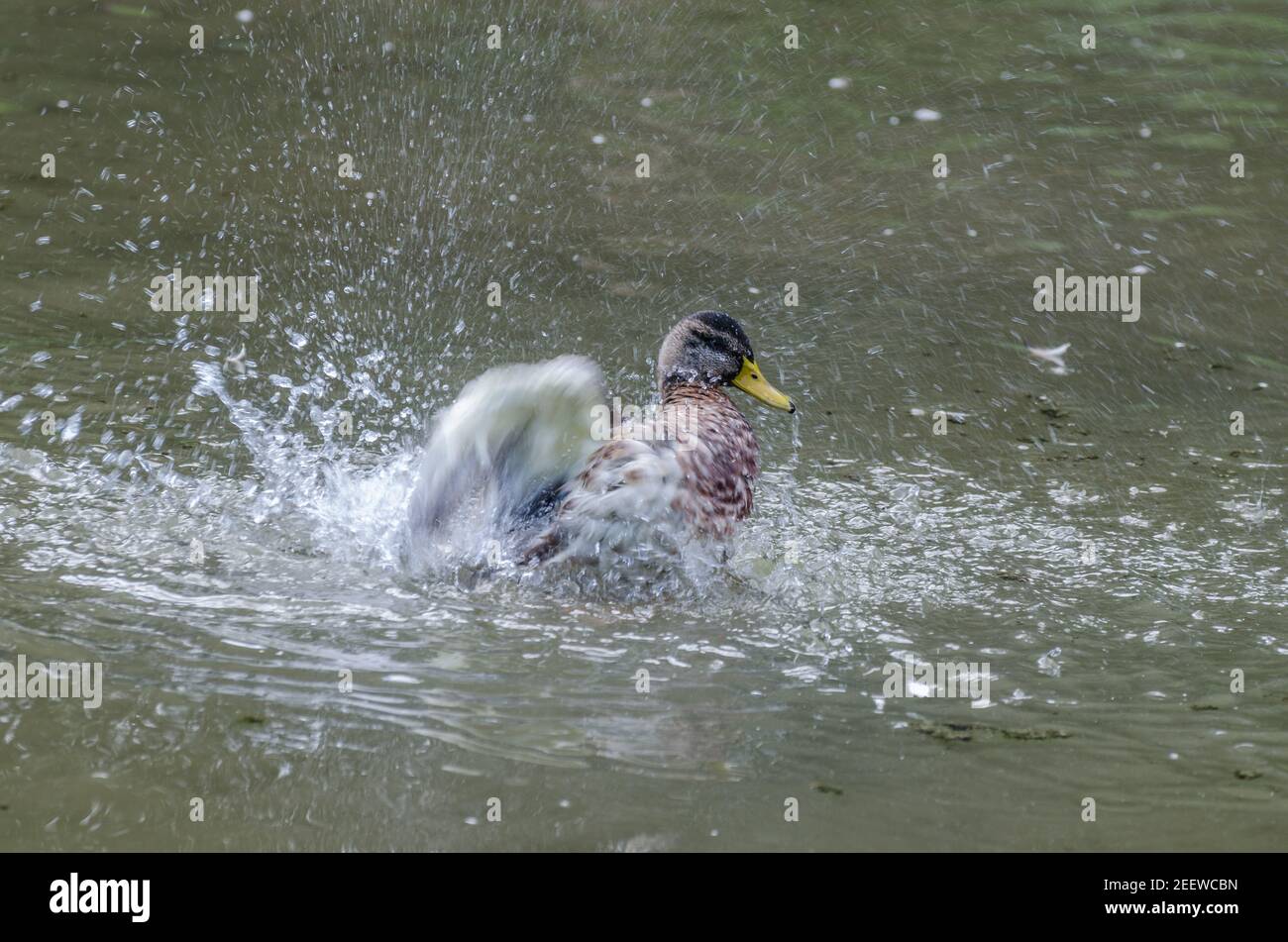 anatra in movimento in acqua in estate Foto Stock