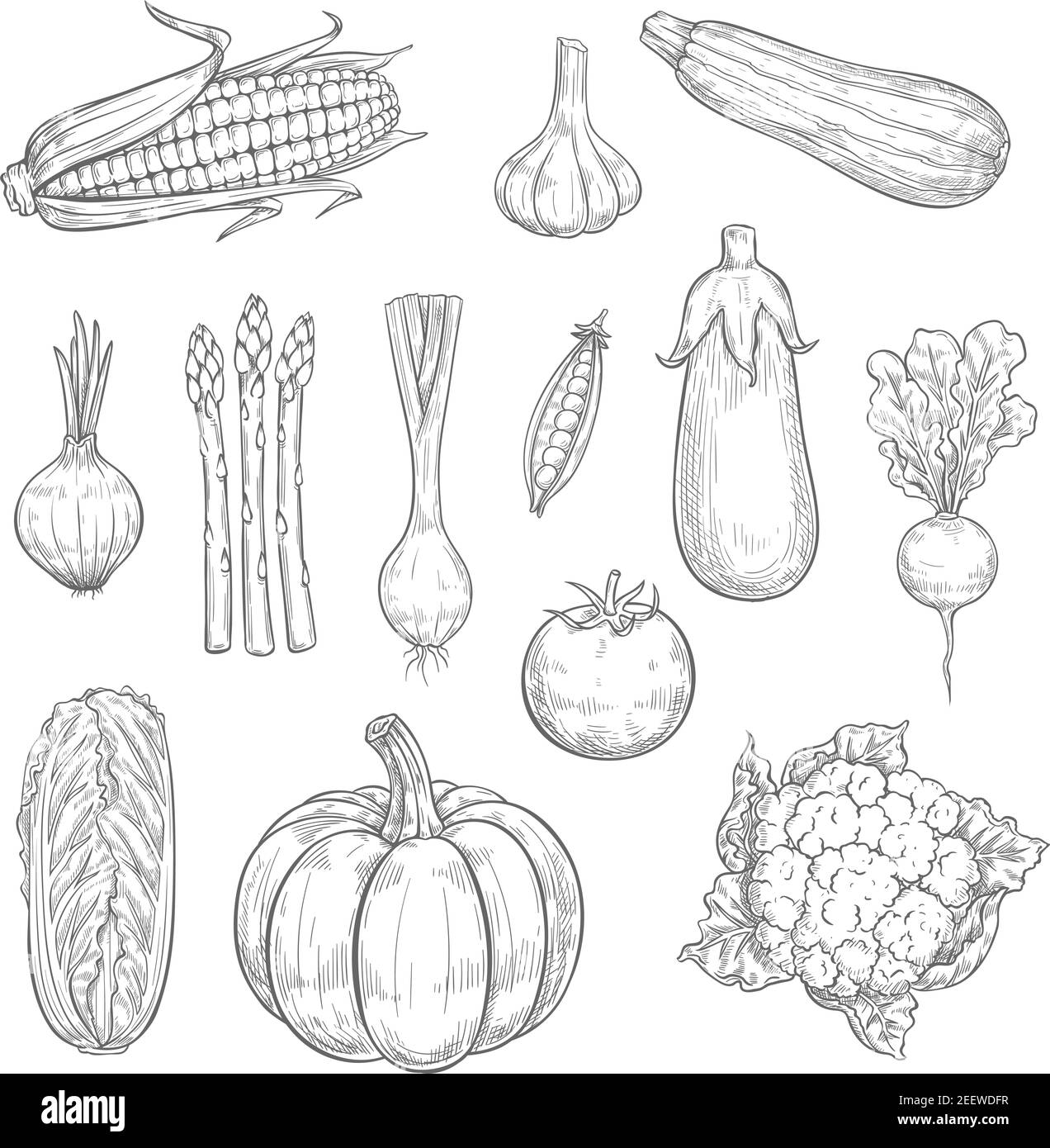 Le verdure disegnano le icone e le verdure naturali. Vettore isolato insieme di fattoria raccolta zucchine, carote o zucca e pepe, melanzane da giardino, ravanello o to Illustrazione Vettoriale