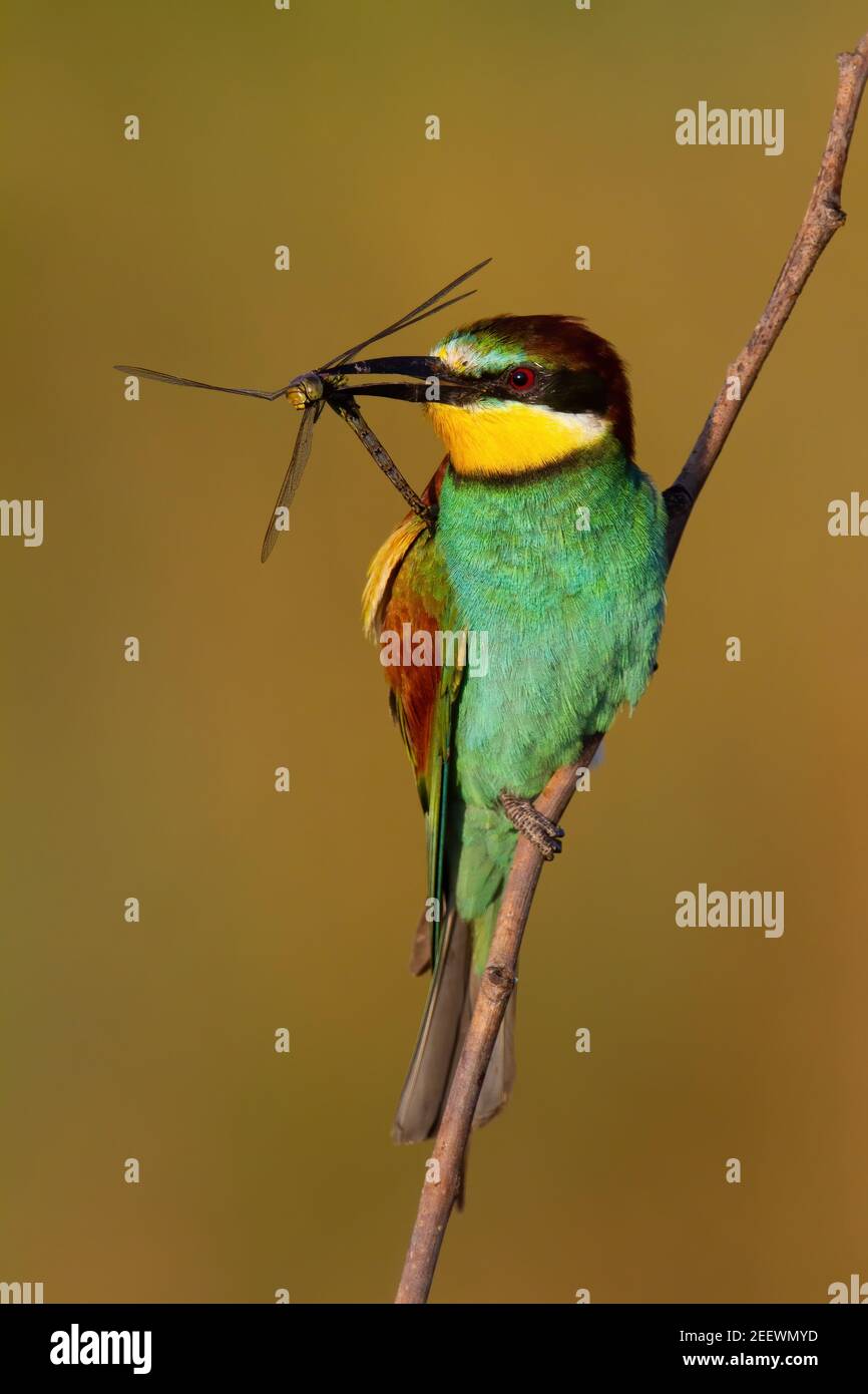 L'ape-mangiatore europeo che tiene la libellula in becco alla luce del sole Foto Stock