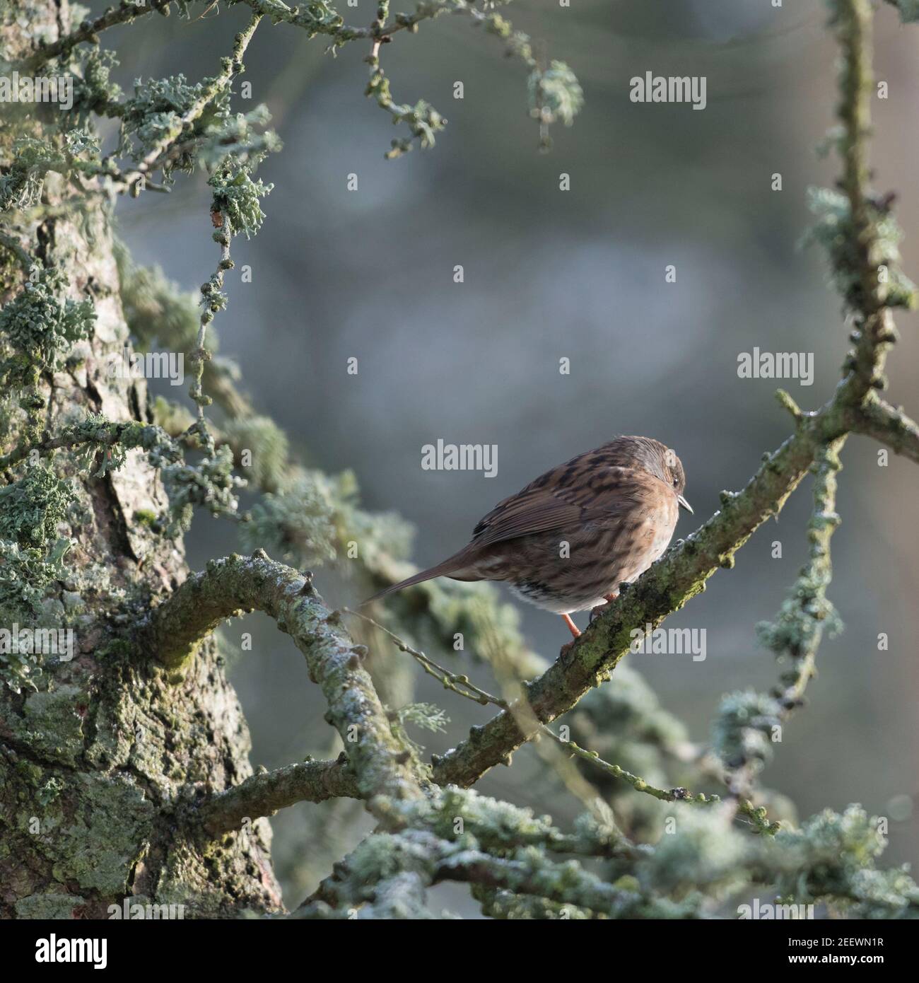 Un Dunnock, o Hedge Sparrow, (Prunella Modularis) appollaiato in un Larch comune (Larix decidua) coperto di Lichen Foto Stock