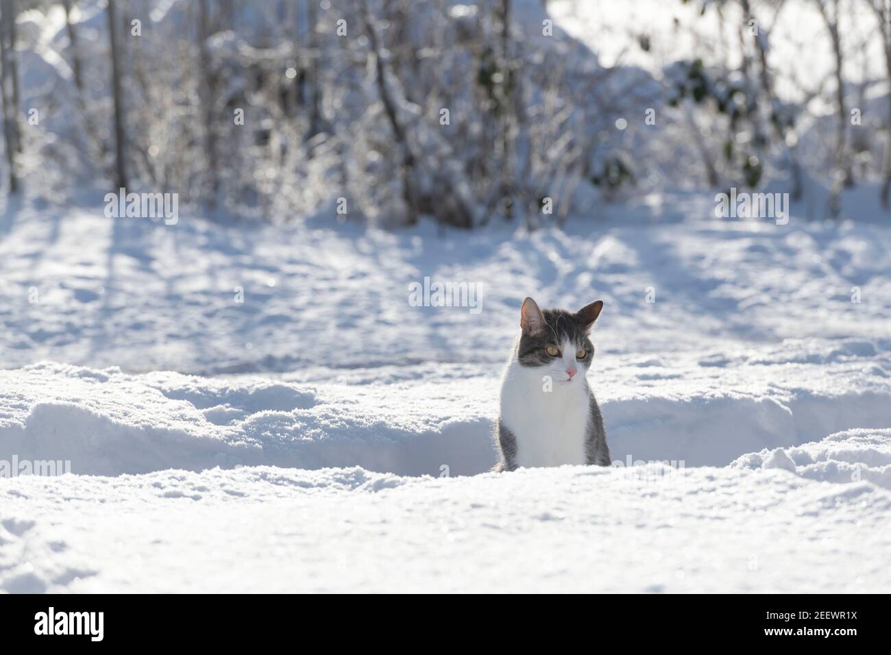 Un gatto grigio e bianco seduto su un giardino coperto di neve Percorso Foto Stock