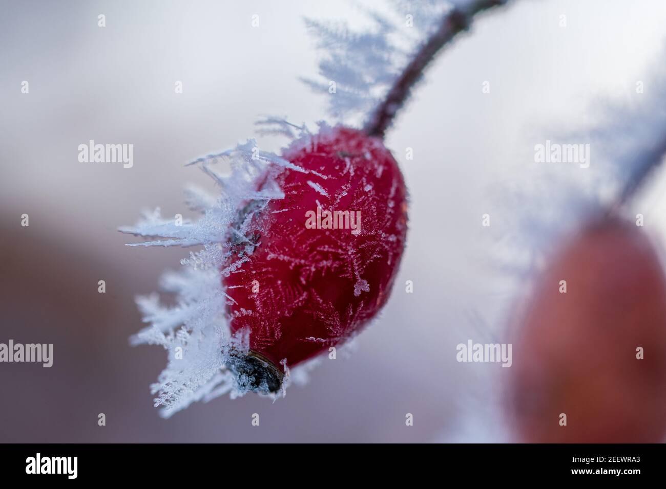 I frutti rossi della rosa del cane, i fianchi delle rose sono coperti di gelo e cristalli di ghiaccio dopo una notte fredda. Foto Stock