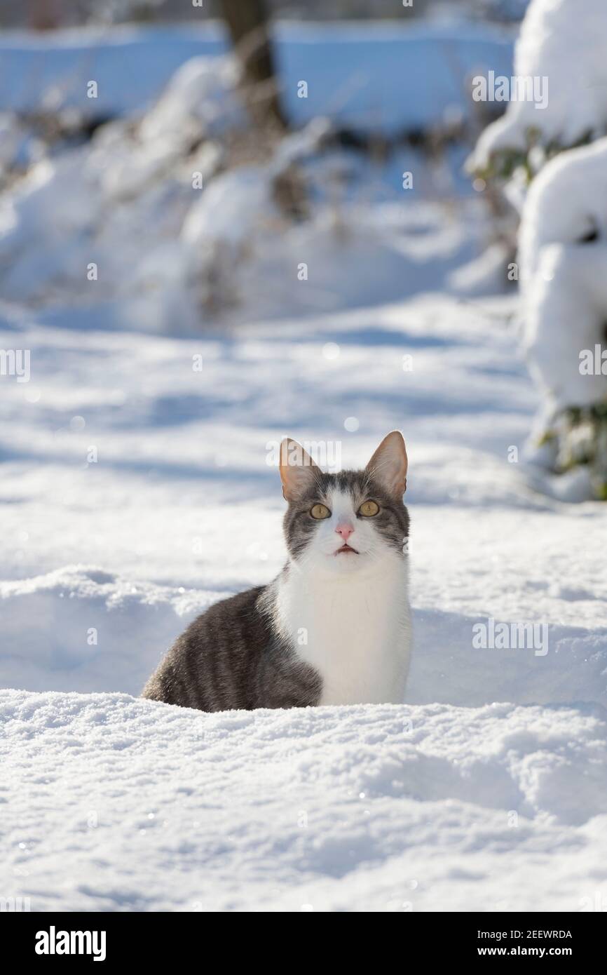 Un gatto grigio e bianco seduto su un sentiero attraverso Neve e guardare in alto Foto Stock