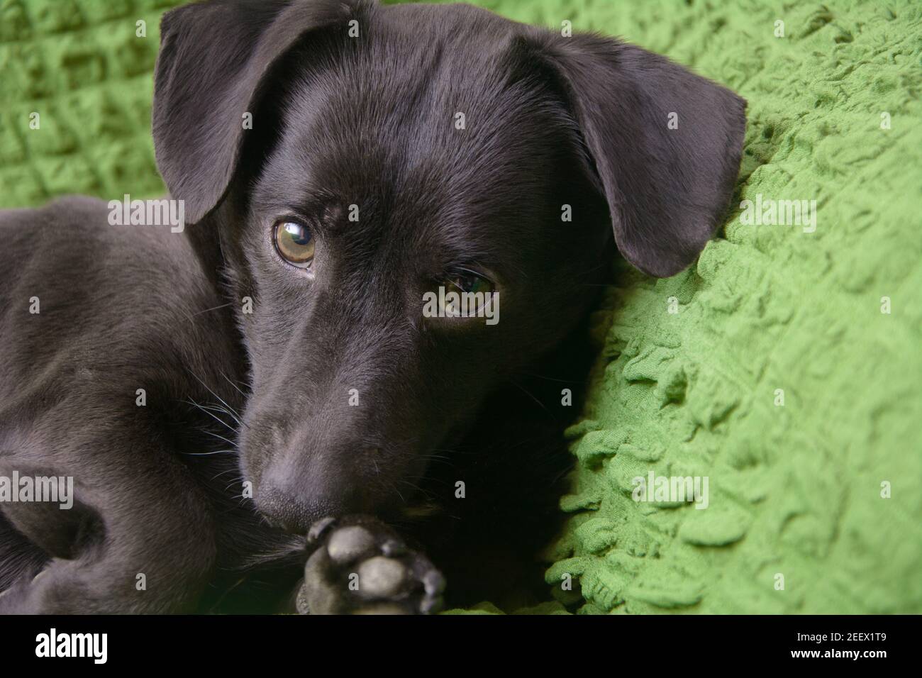 Ritratto di piccolo cane nero primo piano. Il cucciolo giocoso guarda la macchina fotografica. Concetto di amore per gli animali domestici. Foto Stock