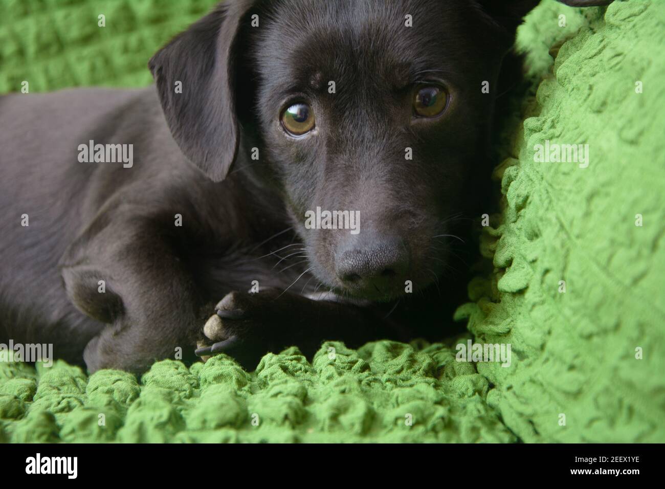 Il piccolo cane nero guarda da vicino alla fotocamera. Concetto di amore per gli animali domestici. Foto Stock