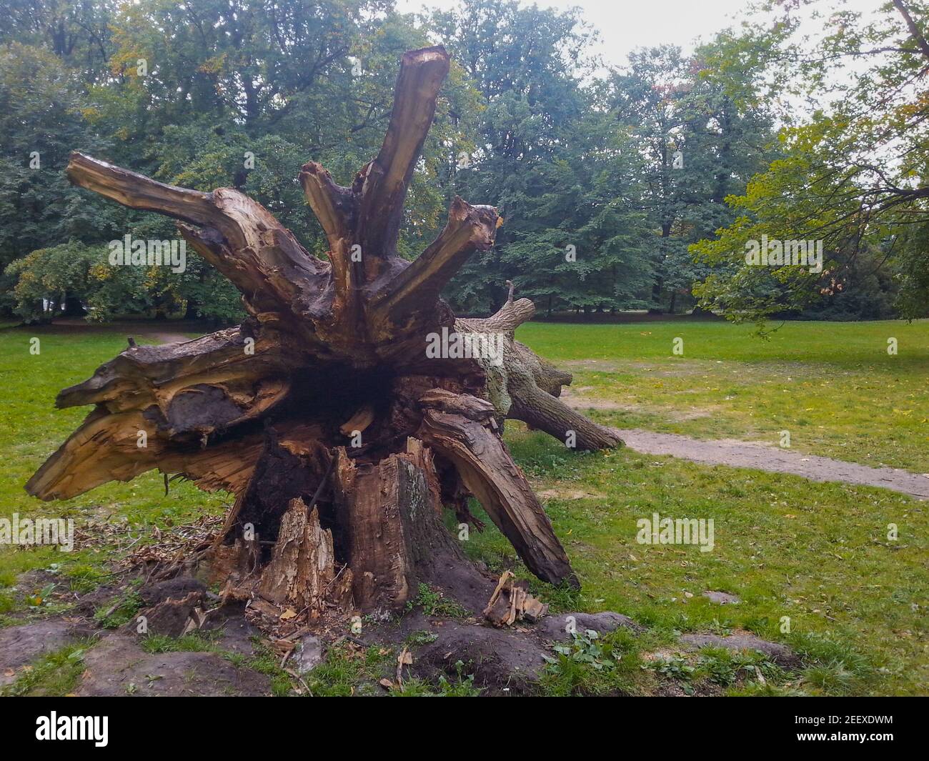 Radice di albero caduto enorme sul sentiero nel parco sud A Breslavia Foto Stock