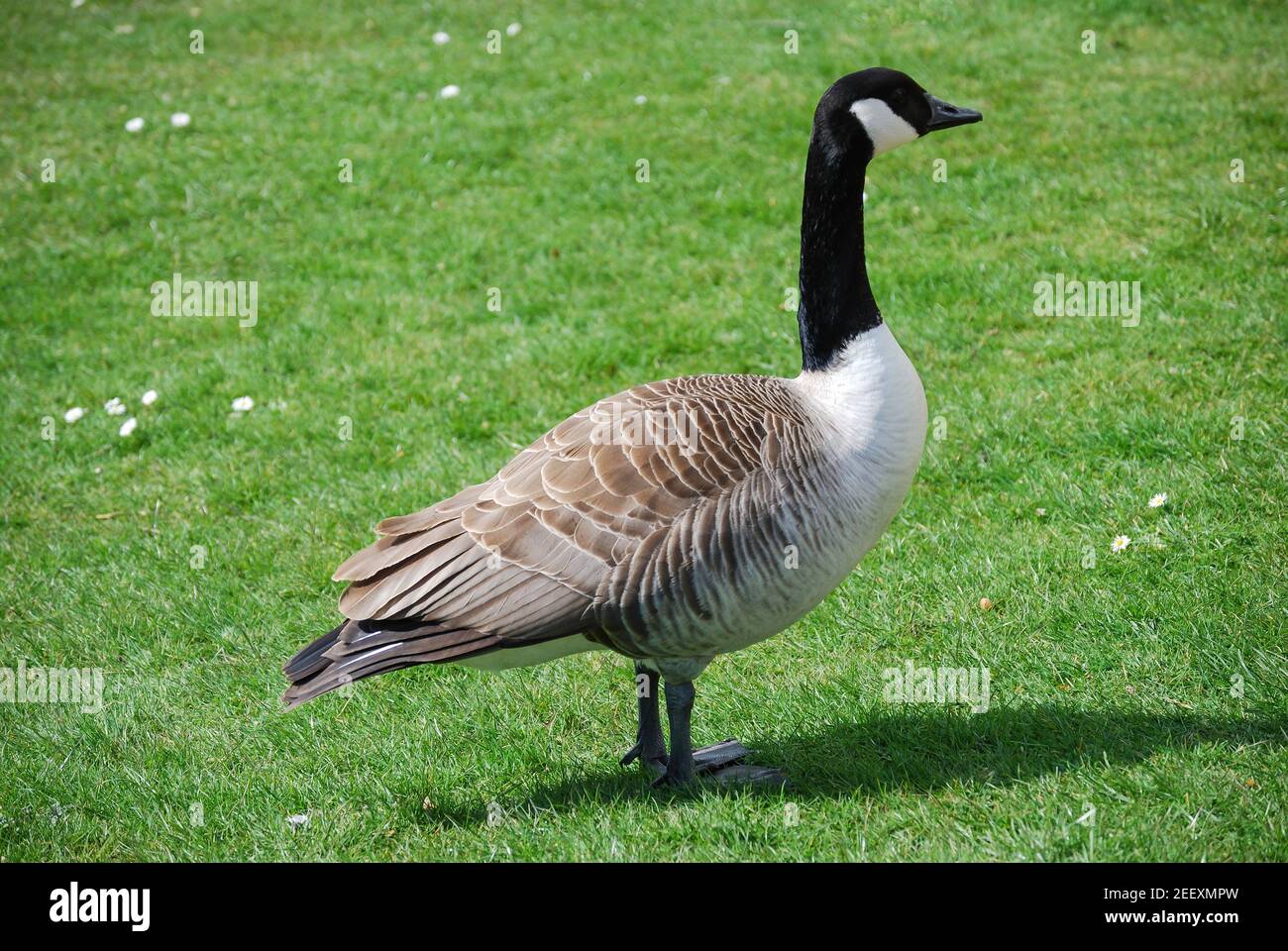 Canada Goose (Branta canadensis) sulle rive del fiume Cam, Cambridge, Cambridgeshire, Inghilterra, Regno Unito Foto Stock