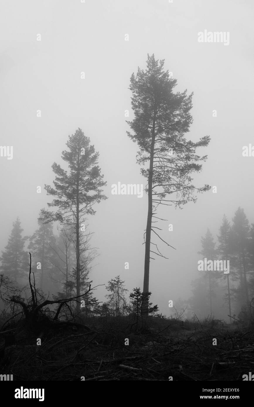 Pini in nebbia fitta. Autunno foresta Norvegia. Bianco e nero. Foto Stock