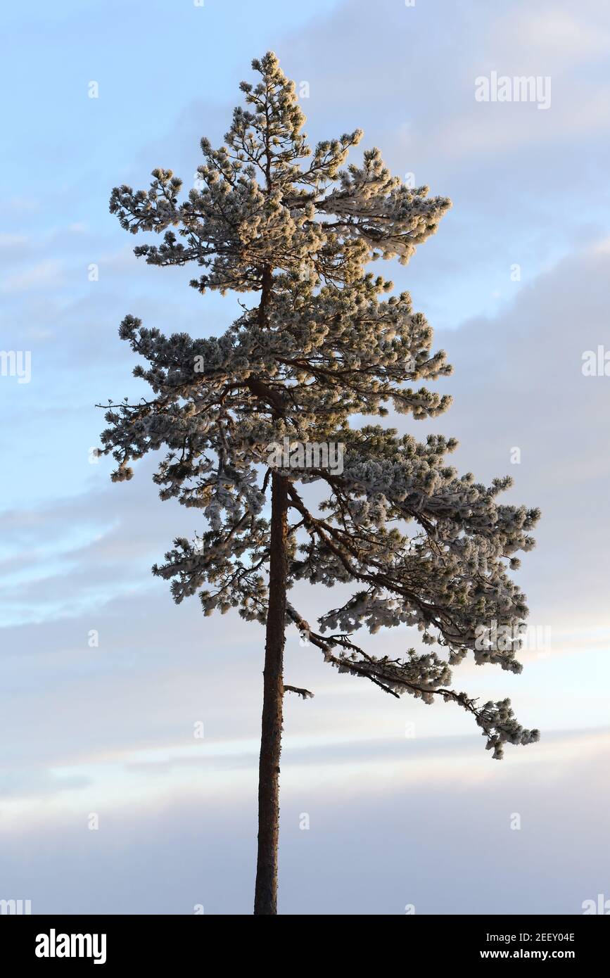 Pino con rime, gelo, brina, primi mesi invernali Norvegia. Foto Stock