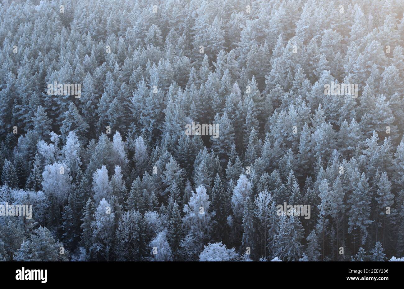 Rime gelo hoarfrost foresta nebbia fitta e luce solare, Norvegia Foto Stock