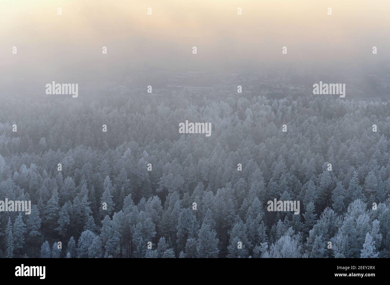 Autunno inverno foresta nebbia fitta e luce solare, Norvegia Foto Stock