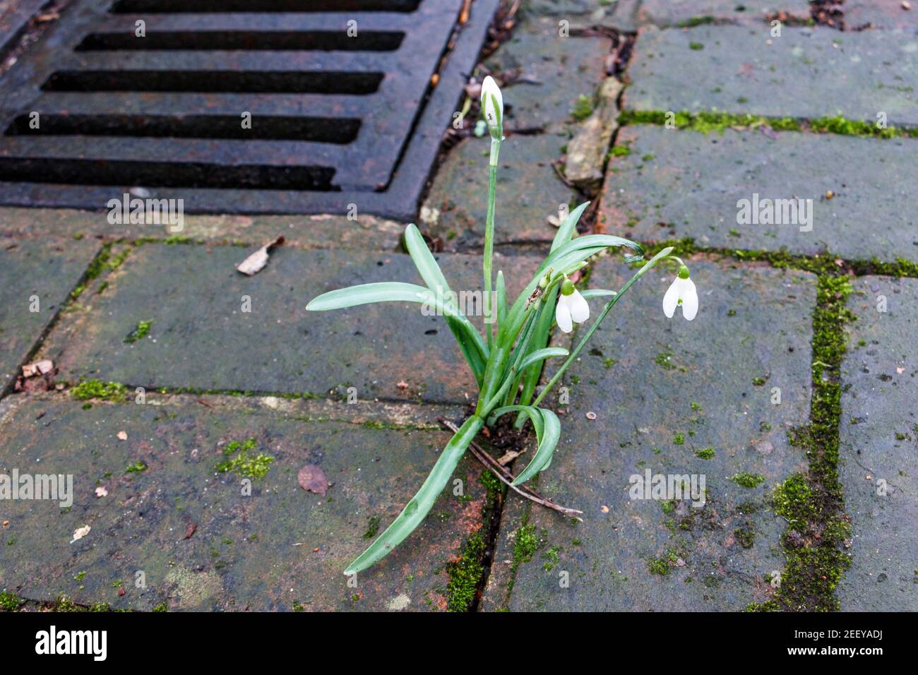 Una sola goccia di neve fiorisce nelle fessure di una strada di Londra, mentre il tempo più caldo incoraggia la fioritura precoce. Le piante stanno fiorendo un mese prima nel Regno Unito mentre il clima si riscalda, uno studio ha trovato. Foto Stock