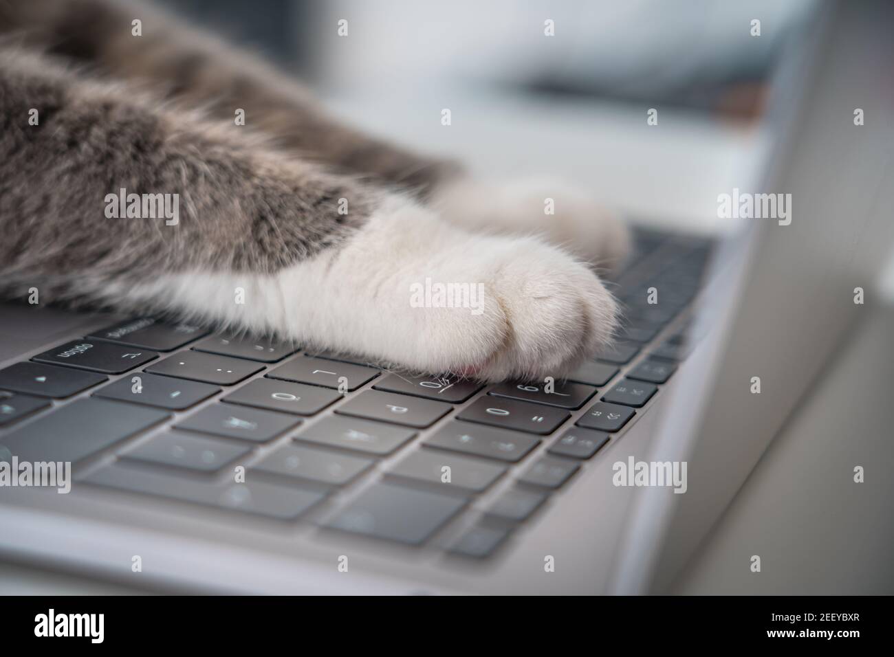 Cat lavora sul computer. Divertente foto di gatto zampe di digitazione, SMS o premendo i pulsanti su una tastiera del computer portatile Foto Stock