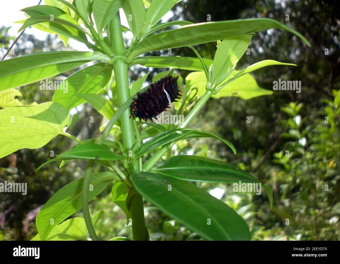 un gigante nero e marrone bruco di colore su una pianta Foto Stock