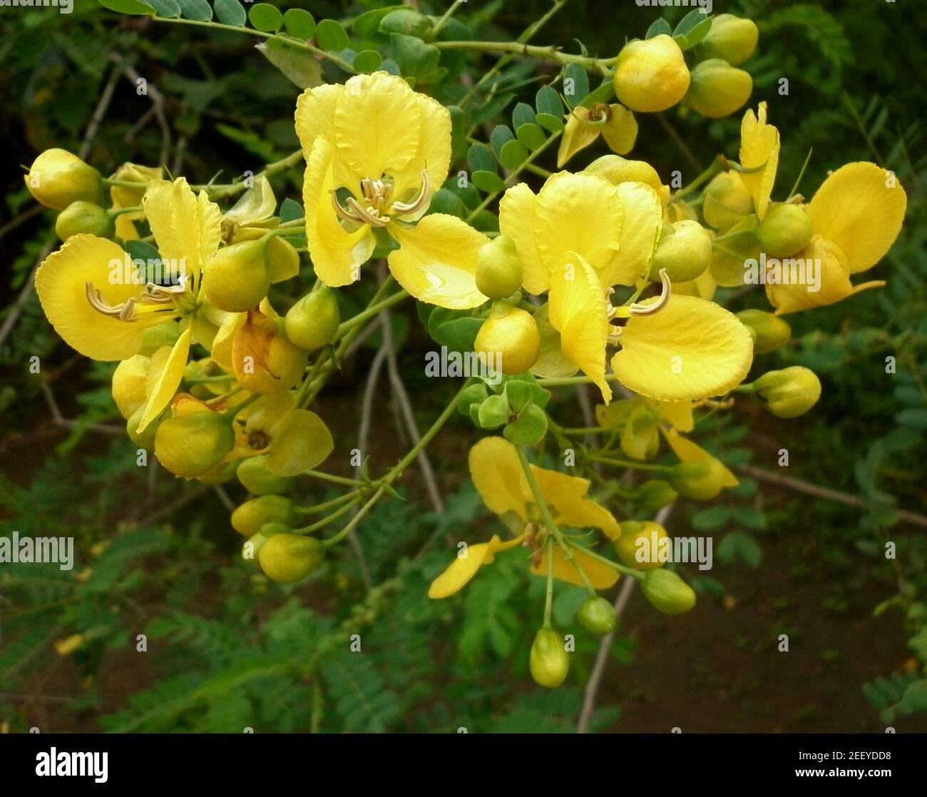Primo piano di un mazzo di fiori e boccioli gialli da Albero del tè maturo Foto Stock