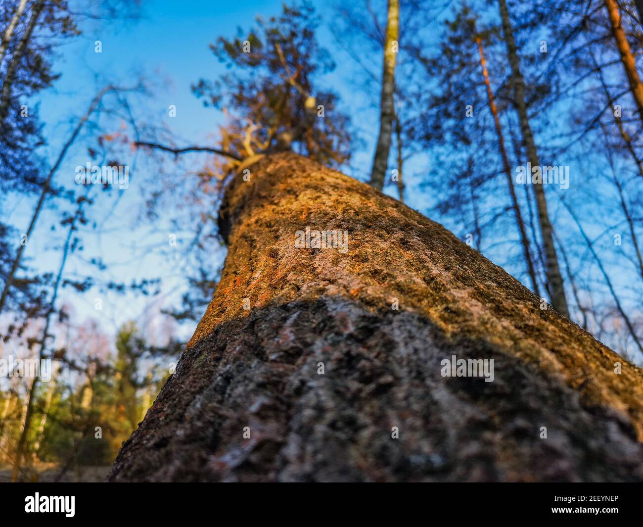 Guarda verso l'alto la corona di alberi, le foglie e il cielo blu Foto Stock