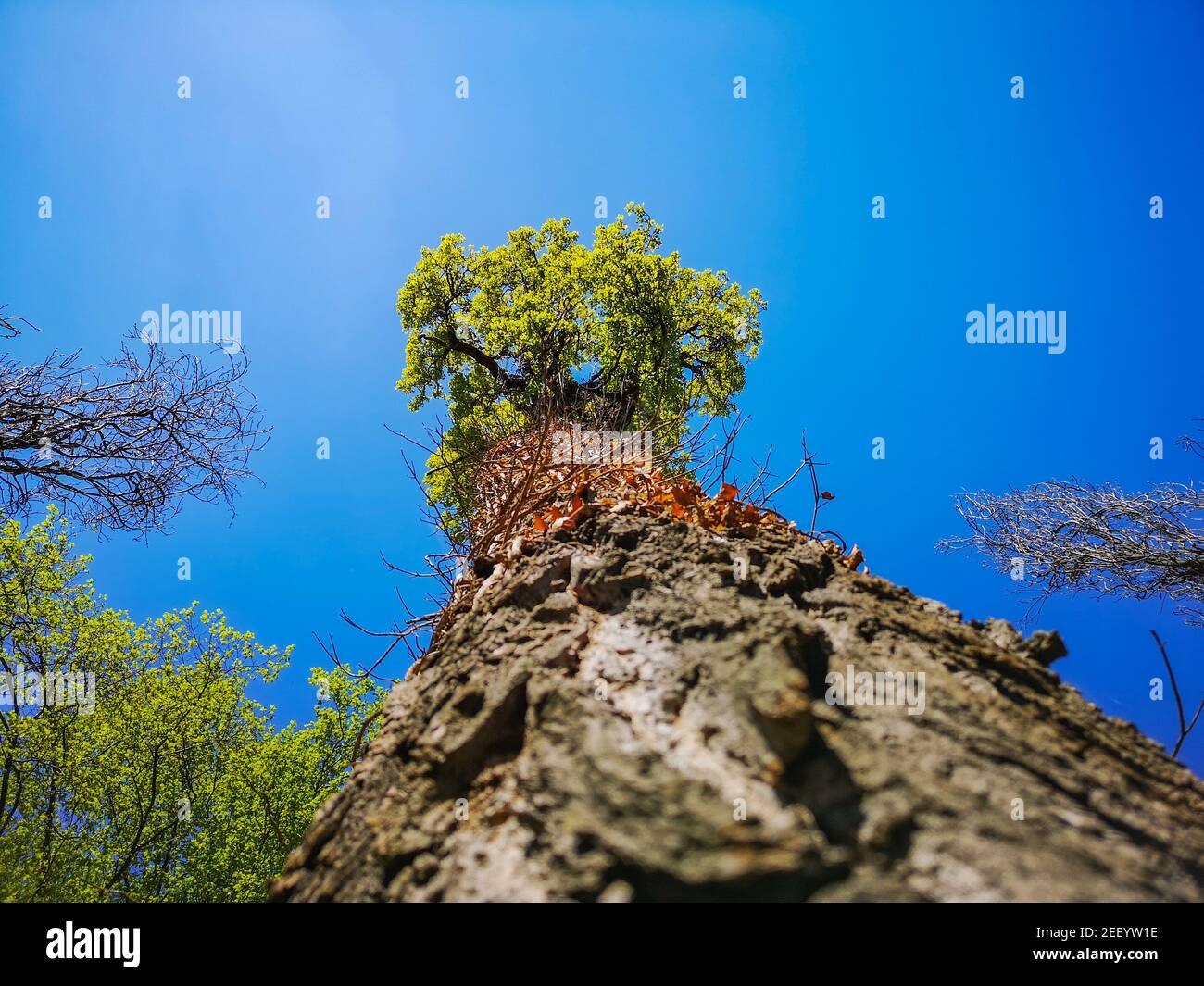 Ricerca per la corona di alberi e foglie e cielo blu Foto Stock