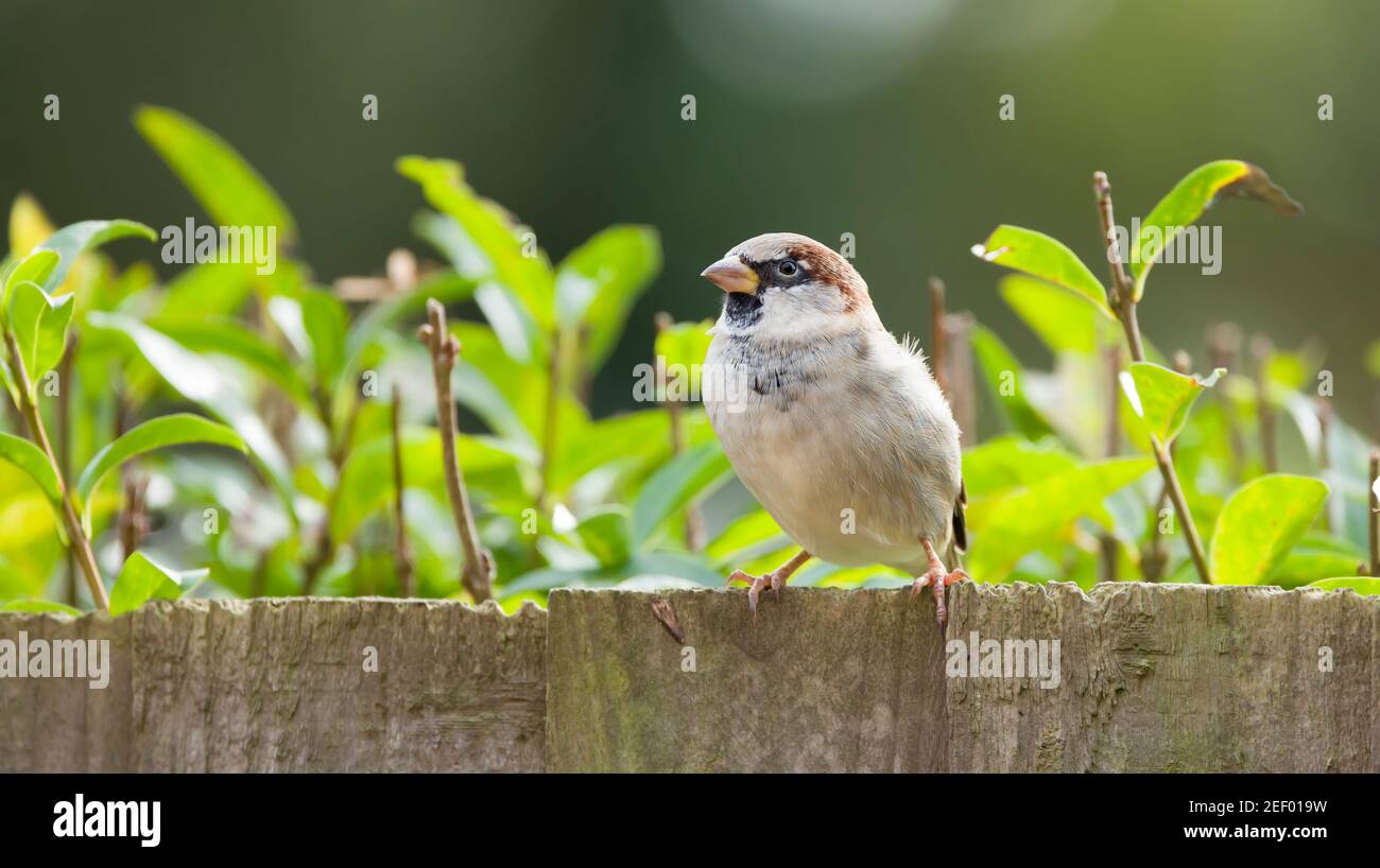 Passera, passera di casa maschile (passer domesticus) su una recinzione da giardino, Regno Unito Foto Stock