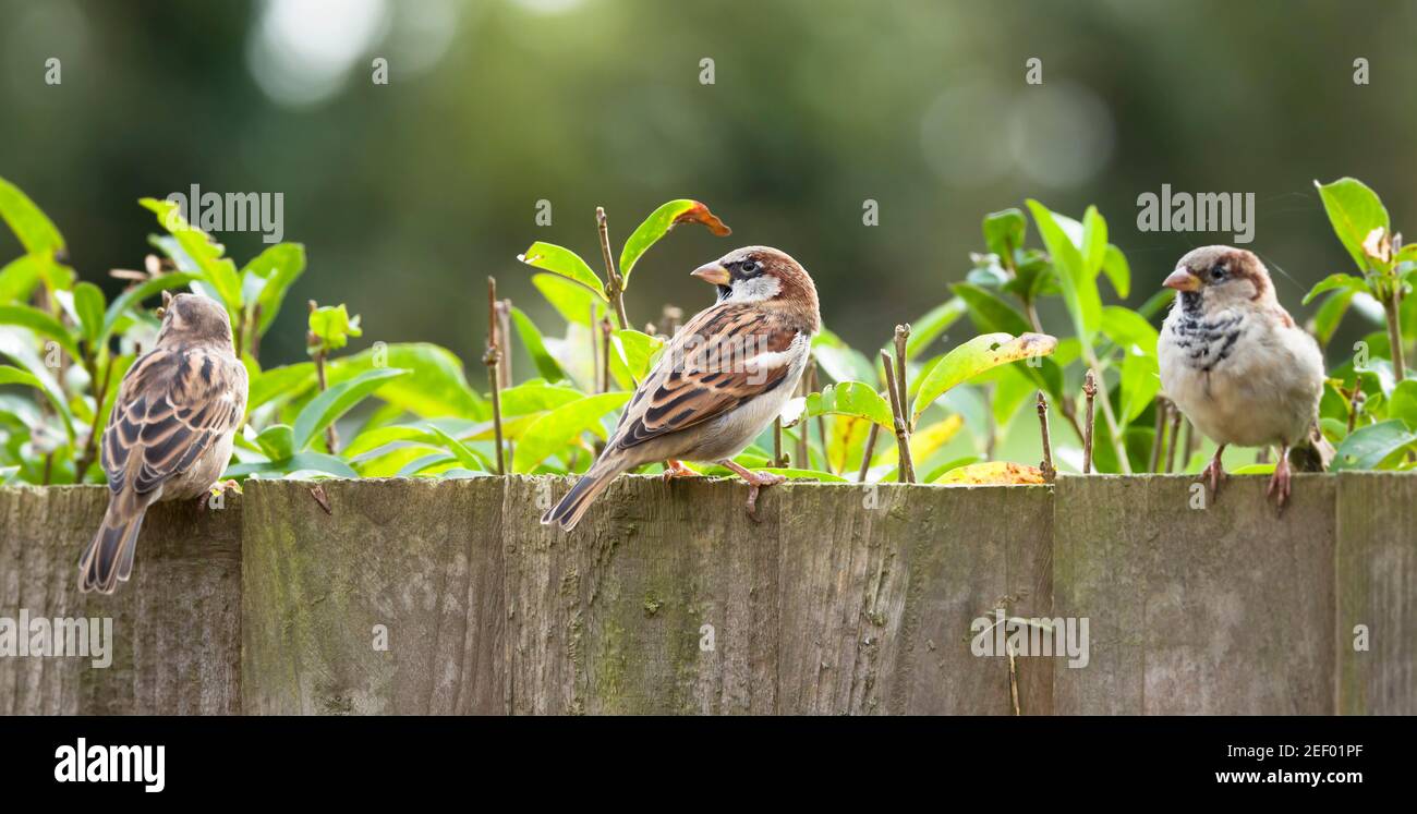 Passeri, passeri di casa (passer domesticus) su una recinzione da giardino, Regno Unito. Piccoli uccelli britannici Foto Stock